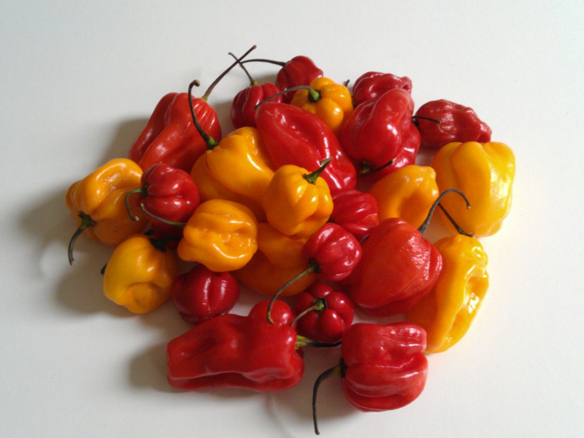 2048x1536 Capsicum chinense Image