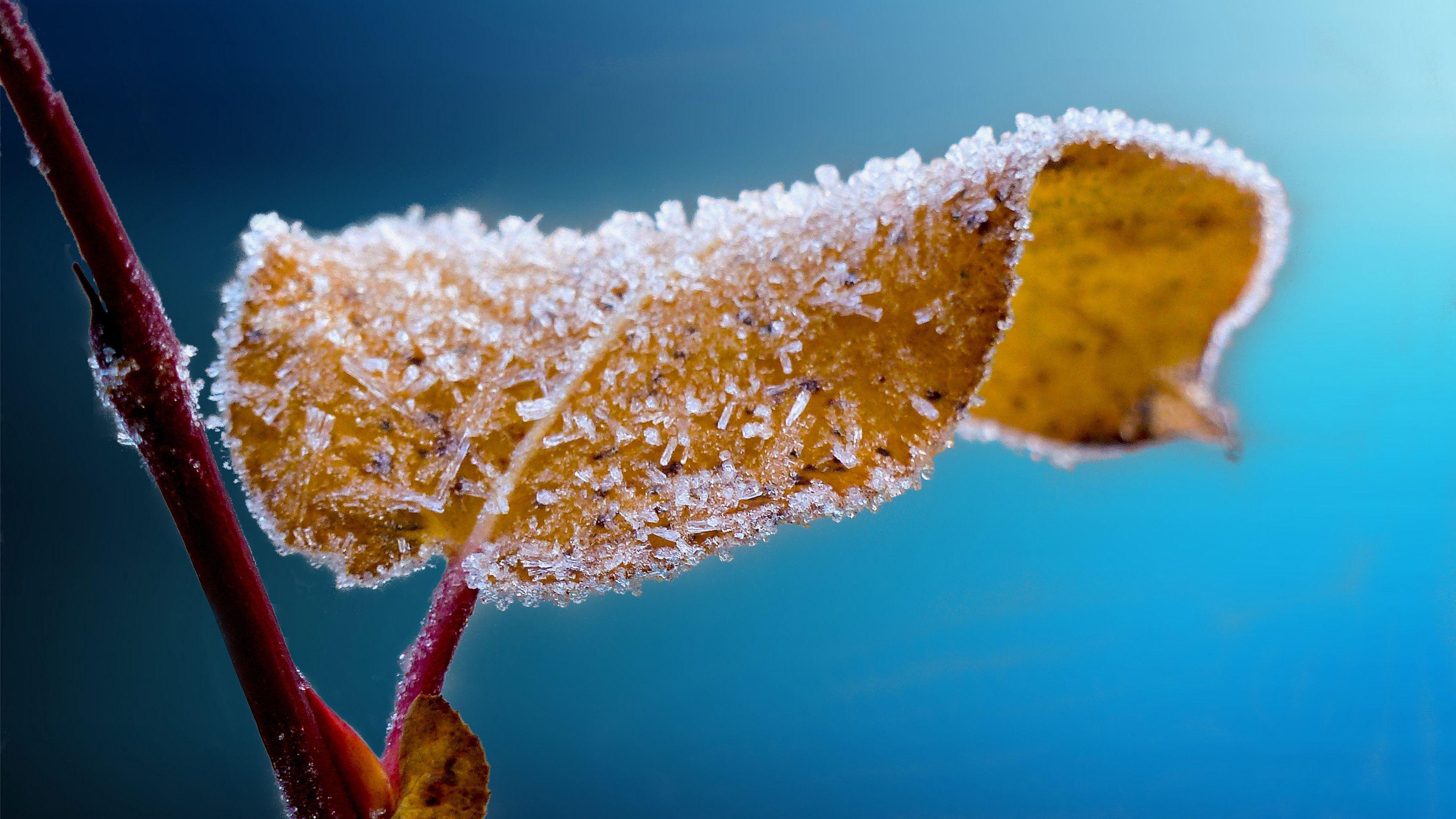 3840x2160 Download Nature 4K Image HD Wallpaper Desktop Background frosted