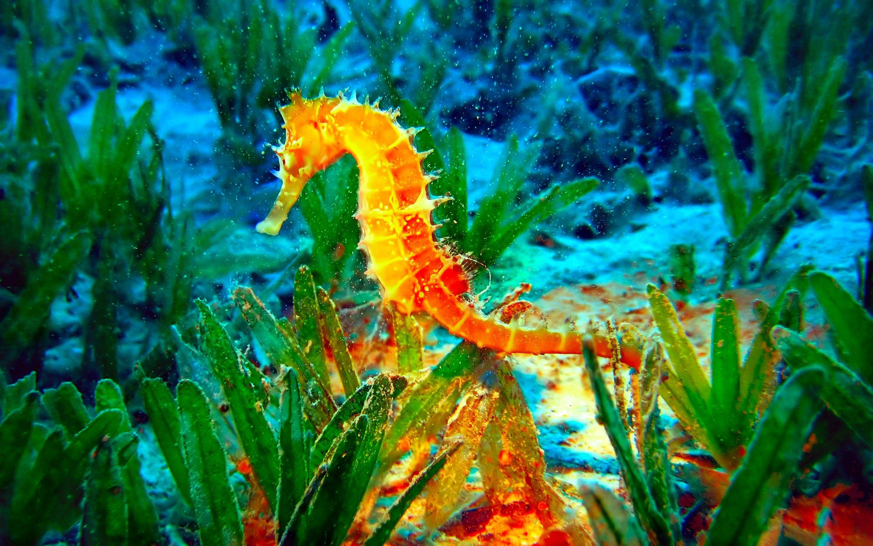 2960x1850 Sea Horse Wallpaper