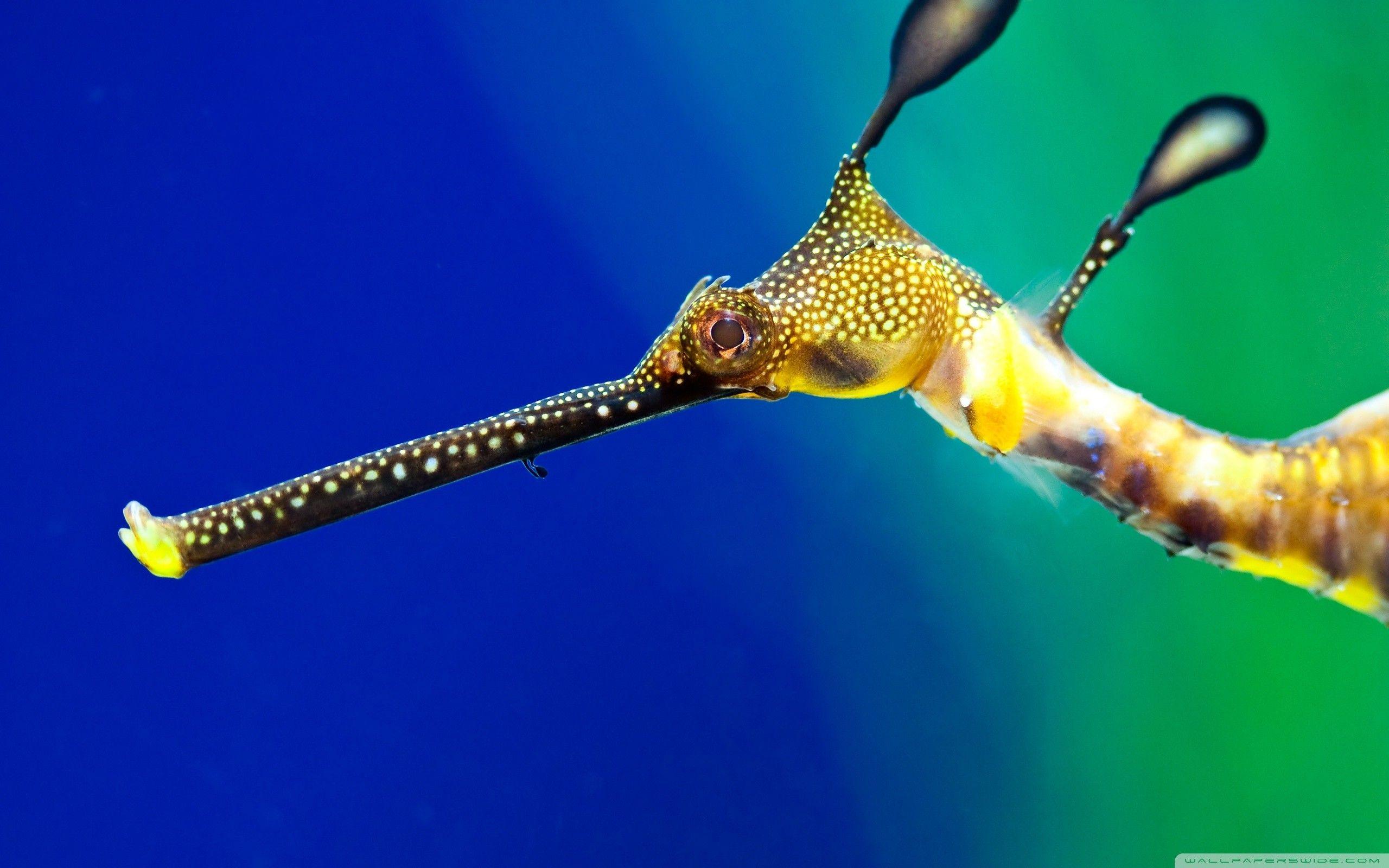 2560x1600 Sea Horse Wallpaper