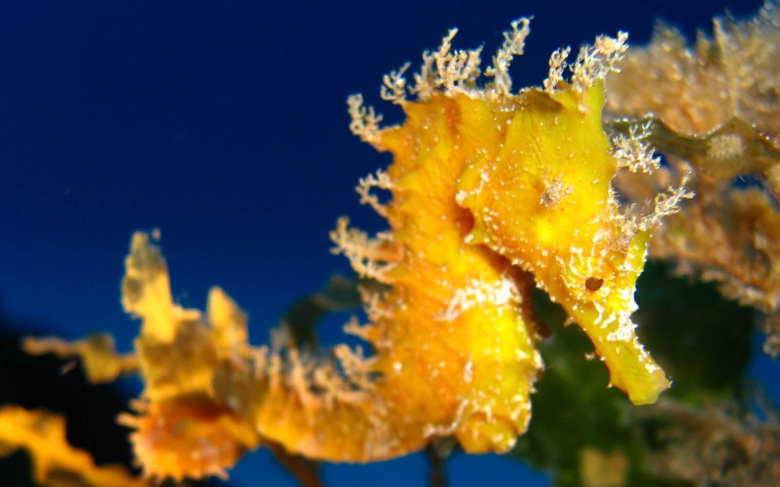 1600x1000 Sea Horse Wallpaper