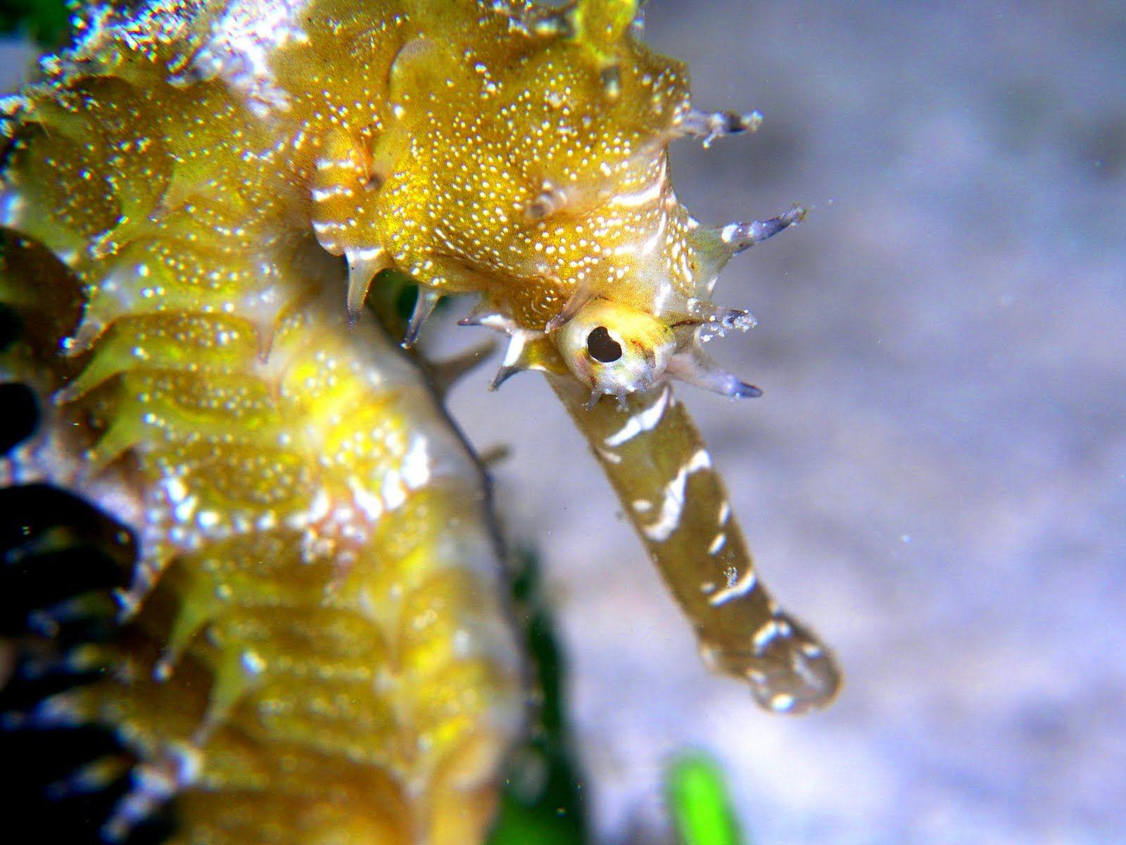 1600x1200 Sea Horse Wallpaper. Fun Animals Wiki, Videos, Picture