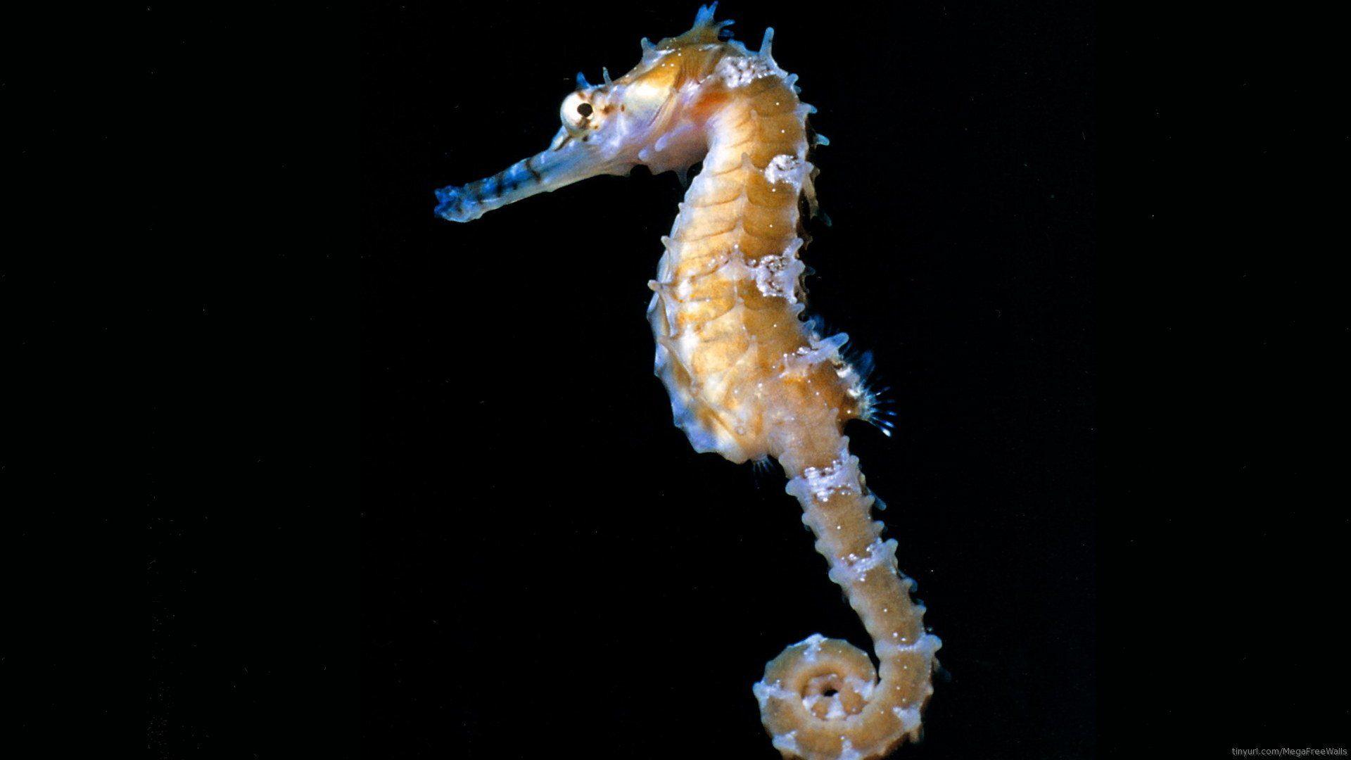 1920x1080 Seahorse HD Wallpaper and Background Image