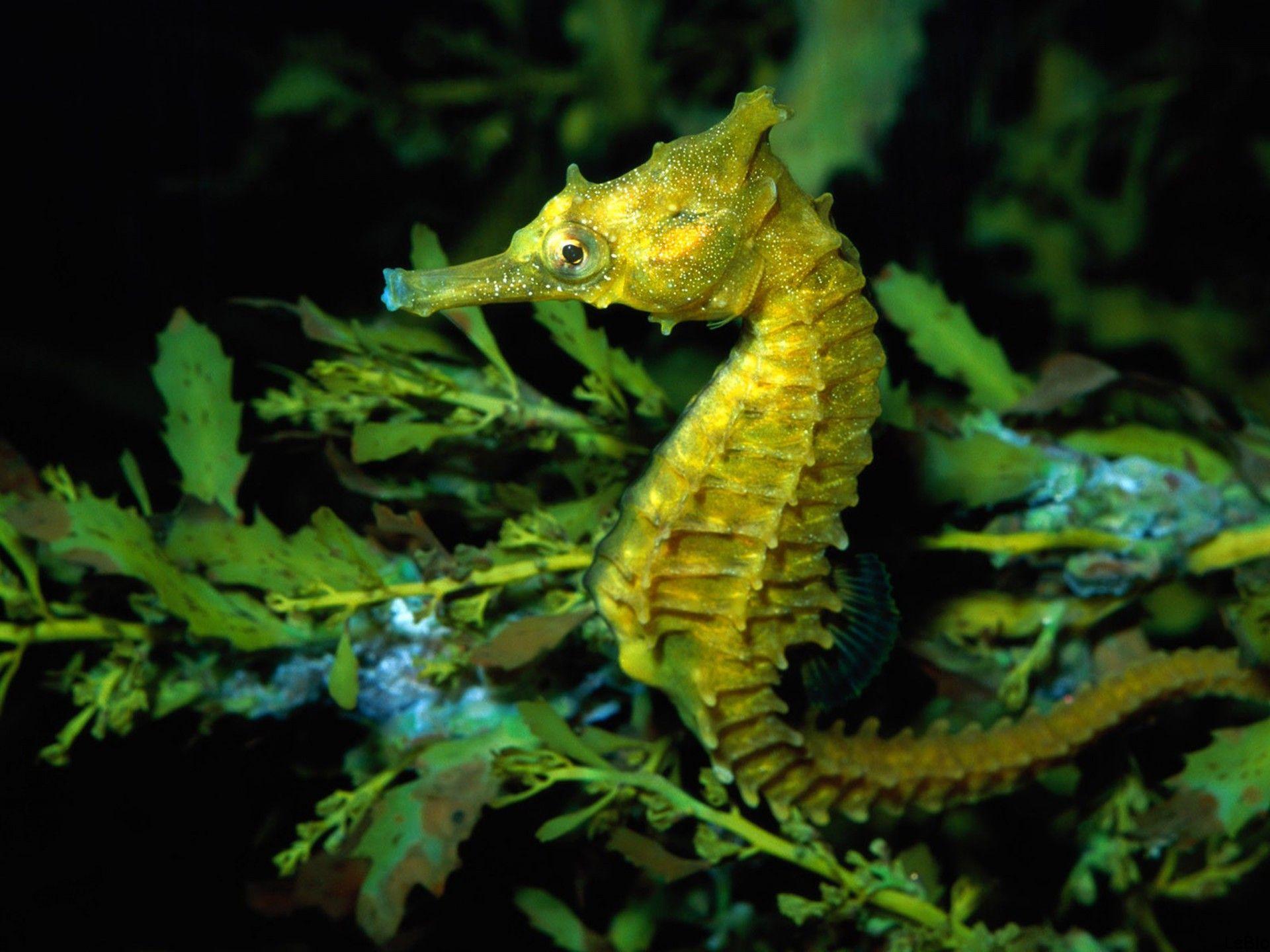 1920x1440 Sea Horse Background Image Wallpaper For Desktop HD