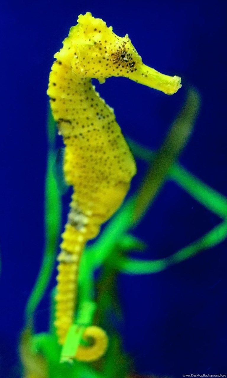 768x1280 Seahorse Wallpaper Desktop Background