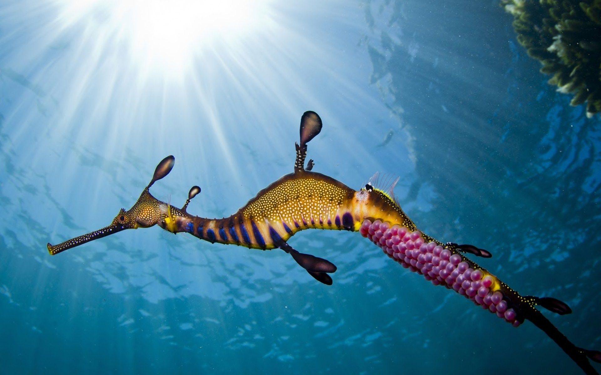 1920x1200 seahorse, Caviar, Underwater, Ocean, Sea Wallpaper HD