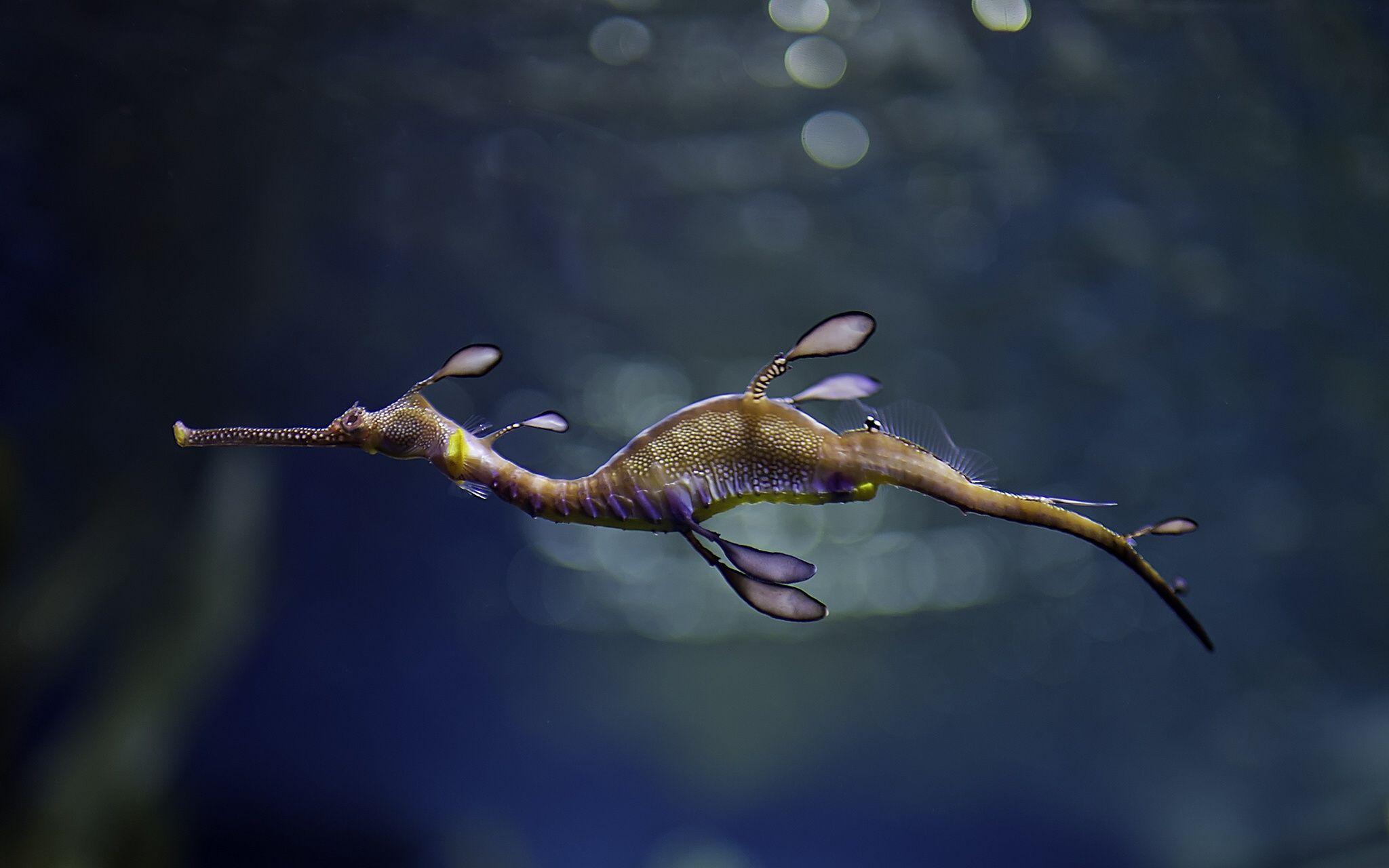 2048x1280 Seahorse wallpaperx1280