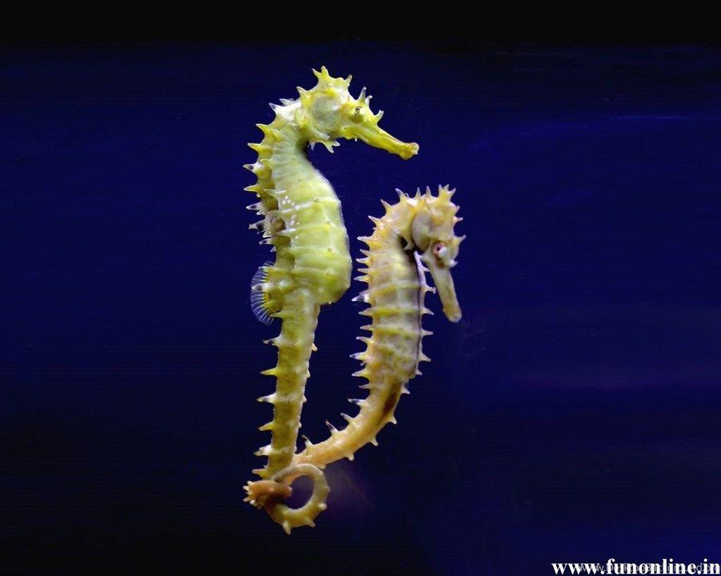 1024x819 Seahorse Wallpaper Desktop Background