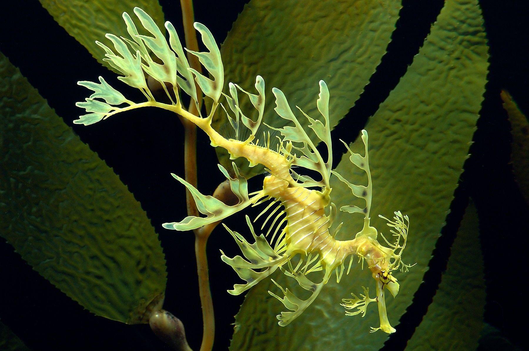 1800x1197 Wonderful, Seahorse, Wide, HD, Wallpaper, Download