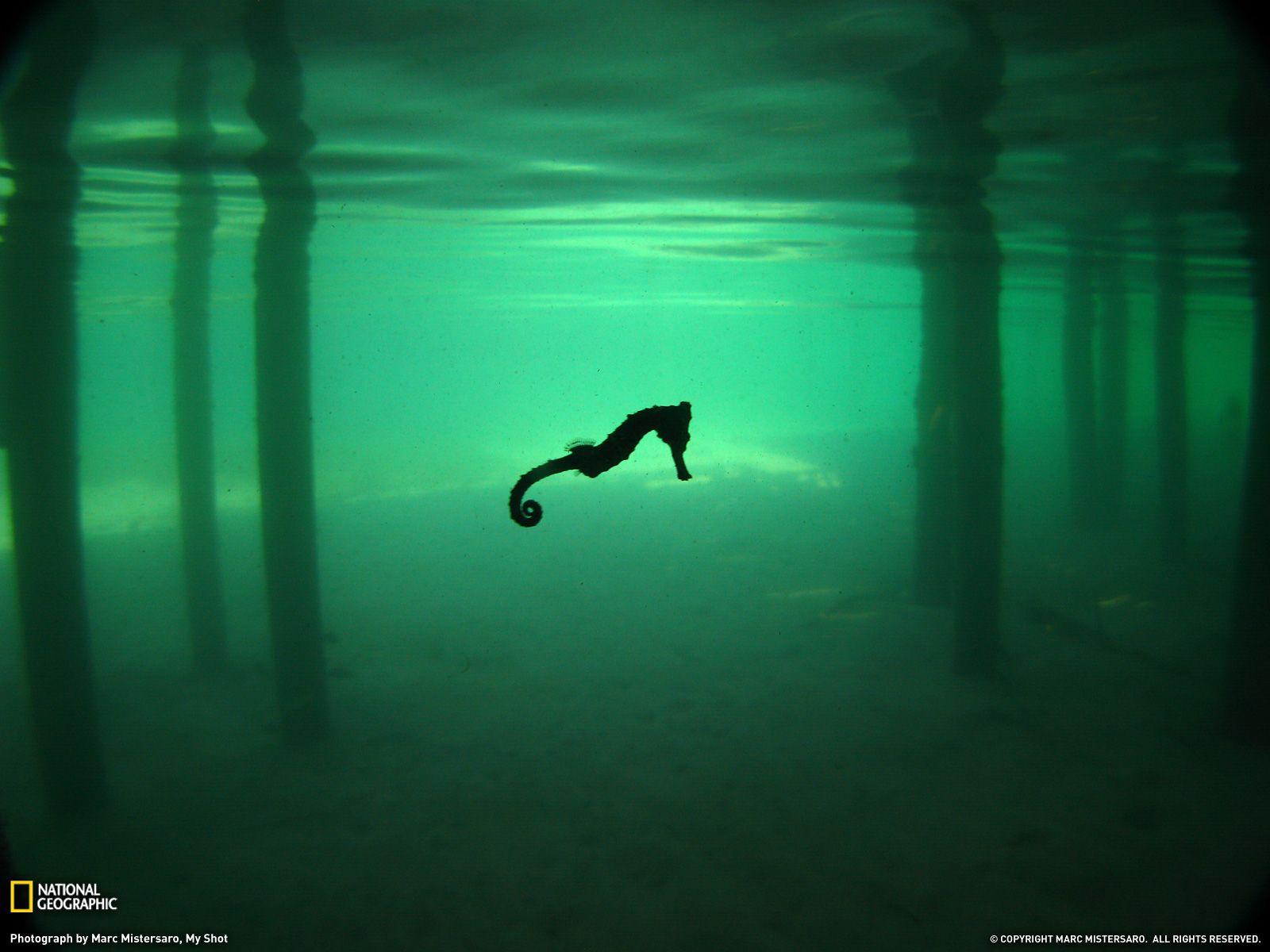 1600x1200 Seahorse Wallpaper N4WJNA