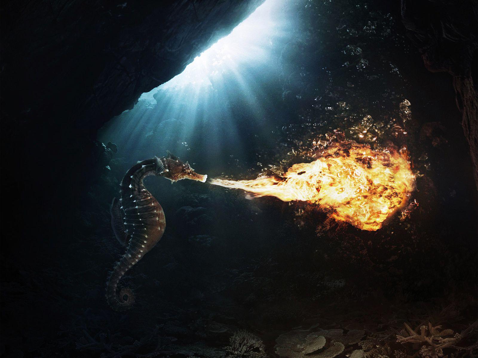 1600x1200 Download the Fire Breathing Sea Horse Wallpaper, Fire