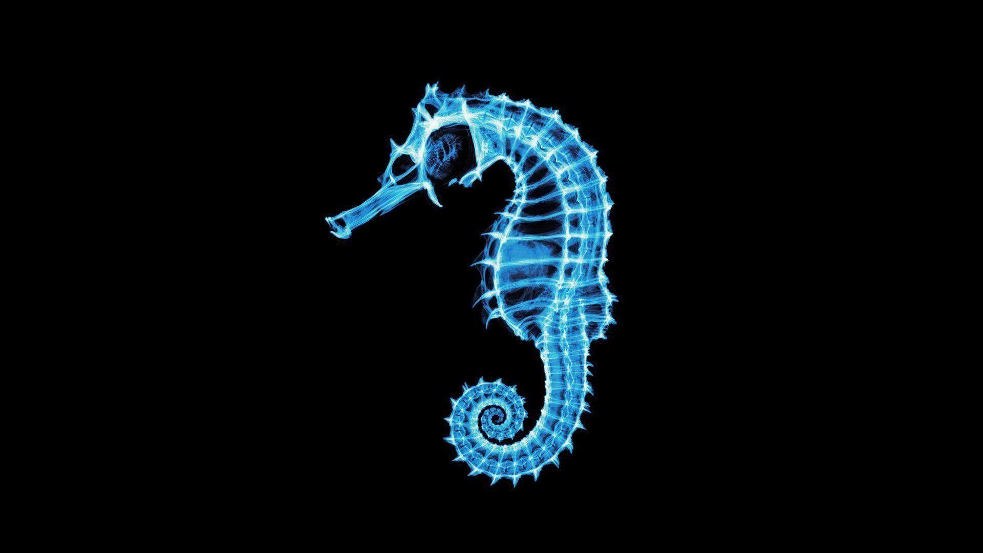 1920x1080 Sea Horse Wallpaper 3437 VRDF