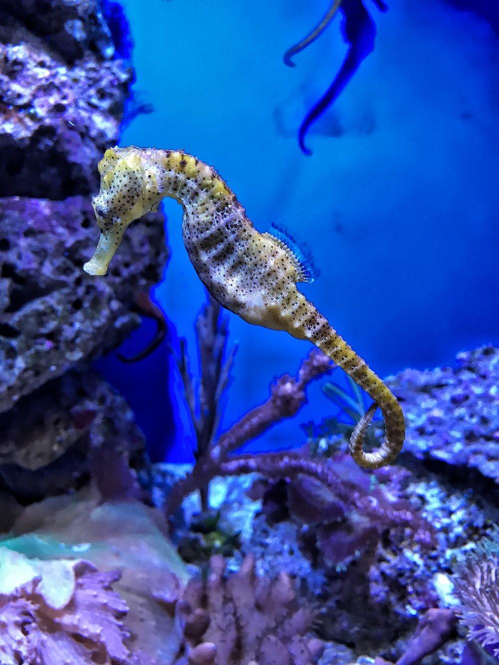 1000x1333 Seahorse Picture. Download Free Image