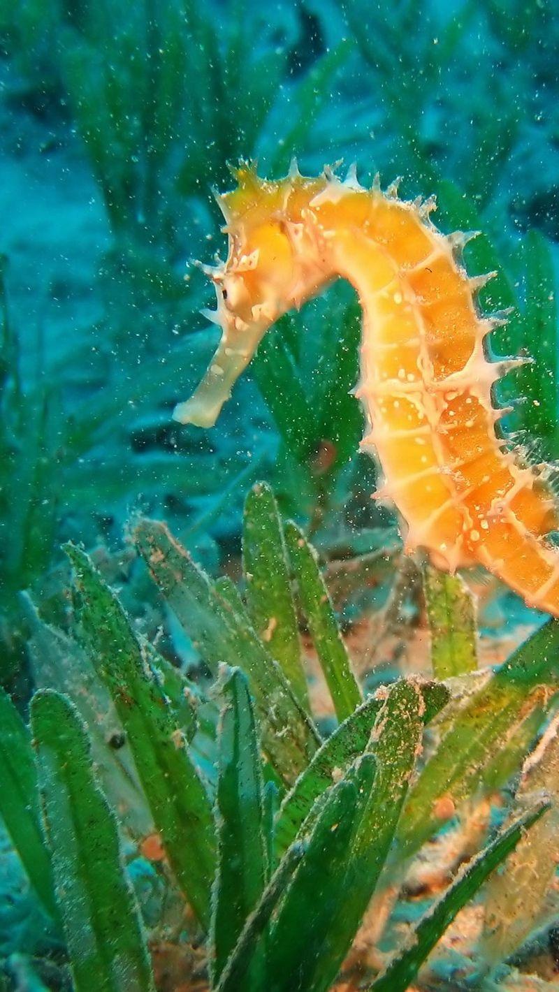 800x1420 Download wallpaper 800x1420 seahorse, underwater, swim