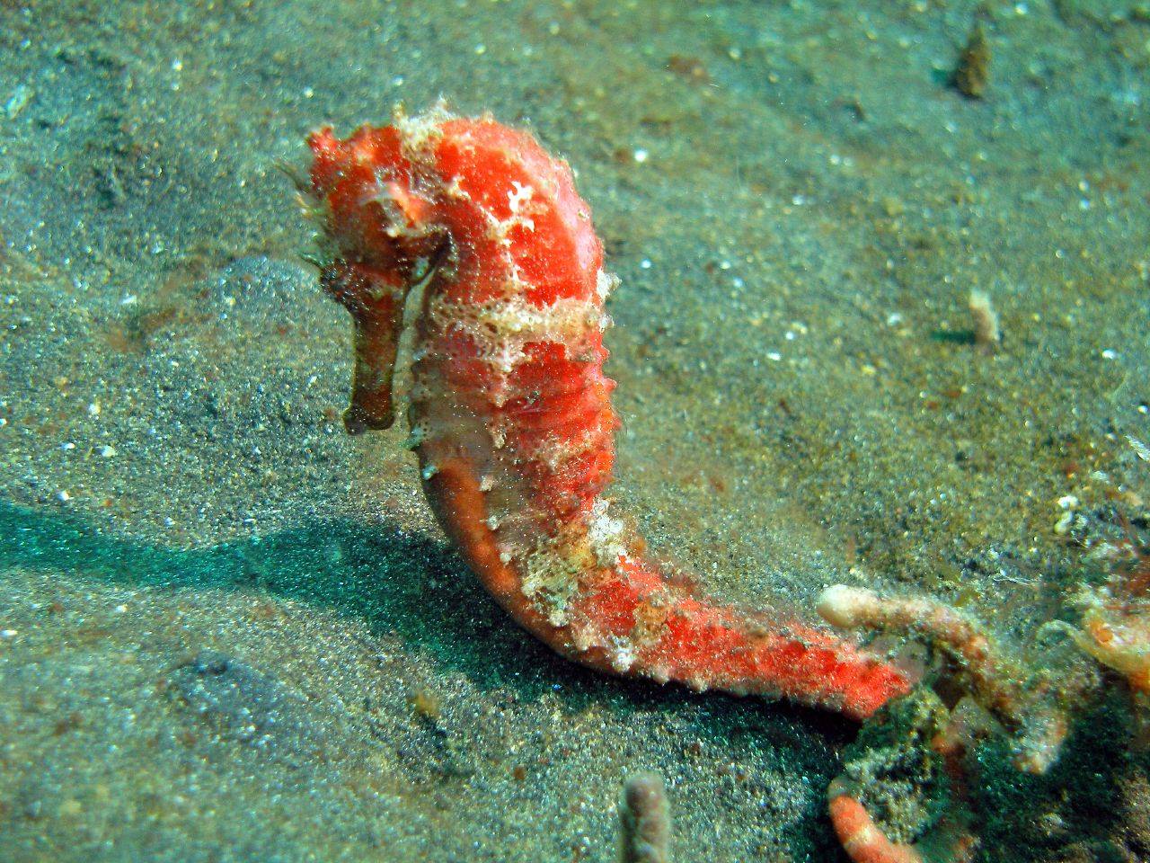 1280x960 Underwater Ocean Seahorse Wallpaper