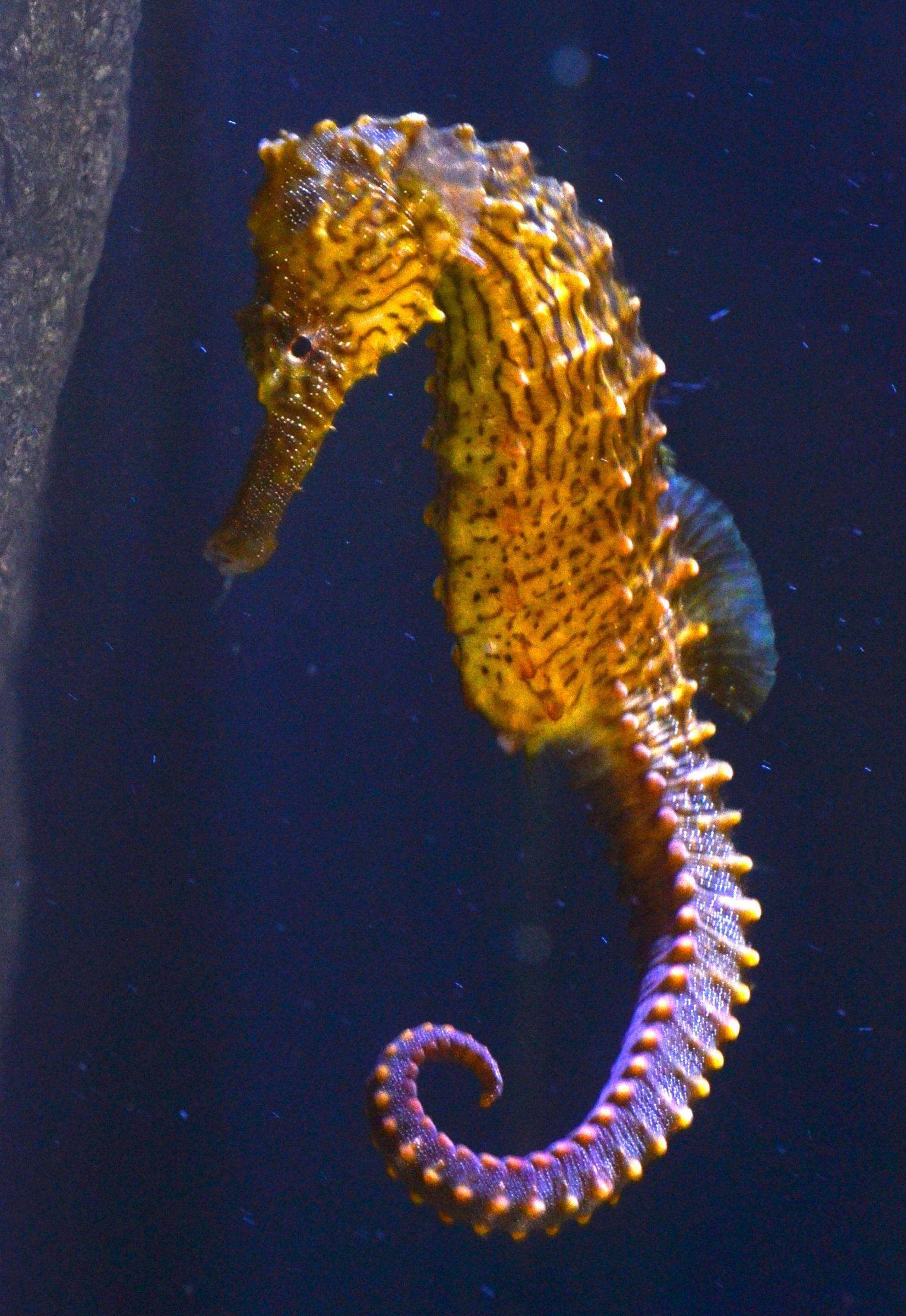 1652x2398 seahorse wallpaper iphone HD