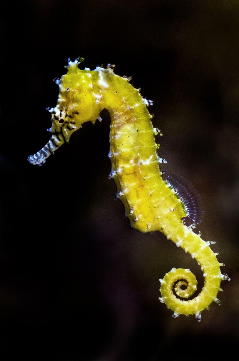 1000x1510 Seahorse Picture. Download Free Image