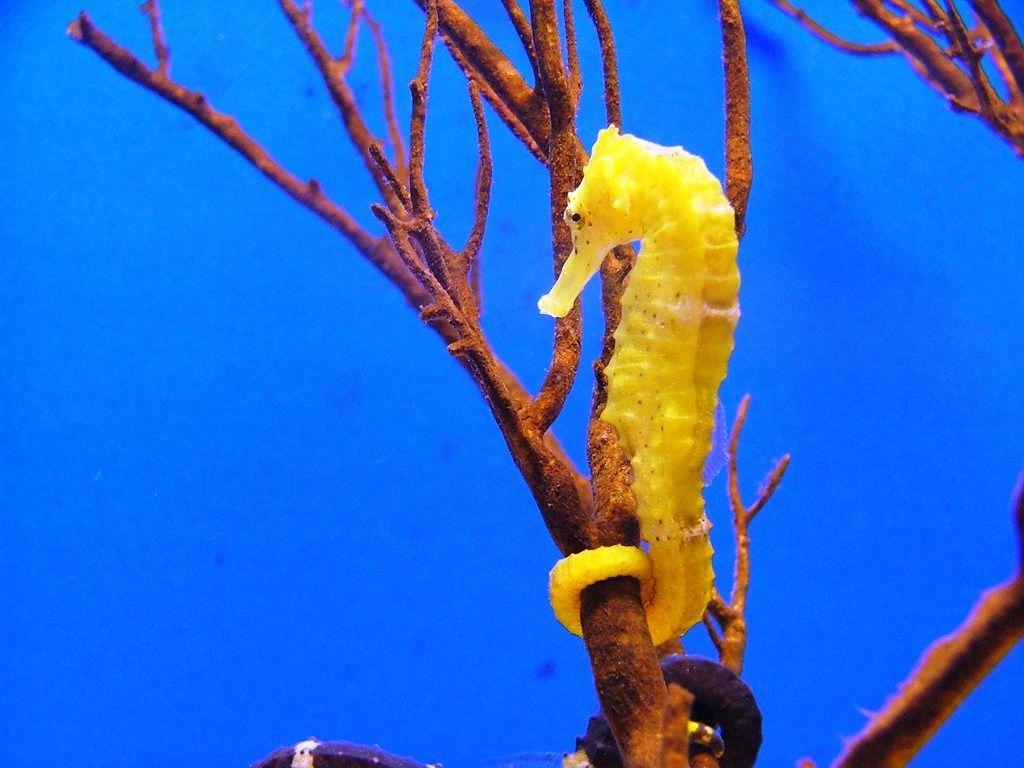 1024x768 Seahorse Wallpaper