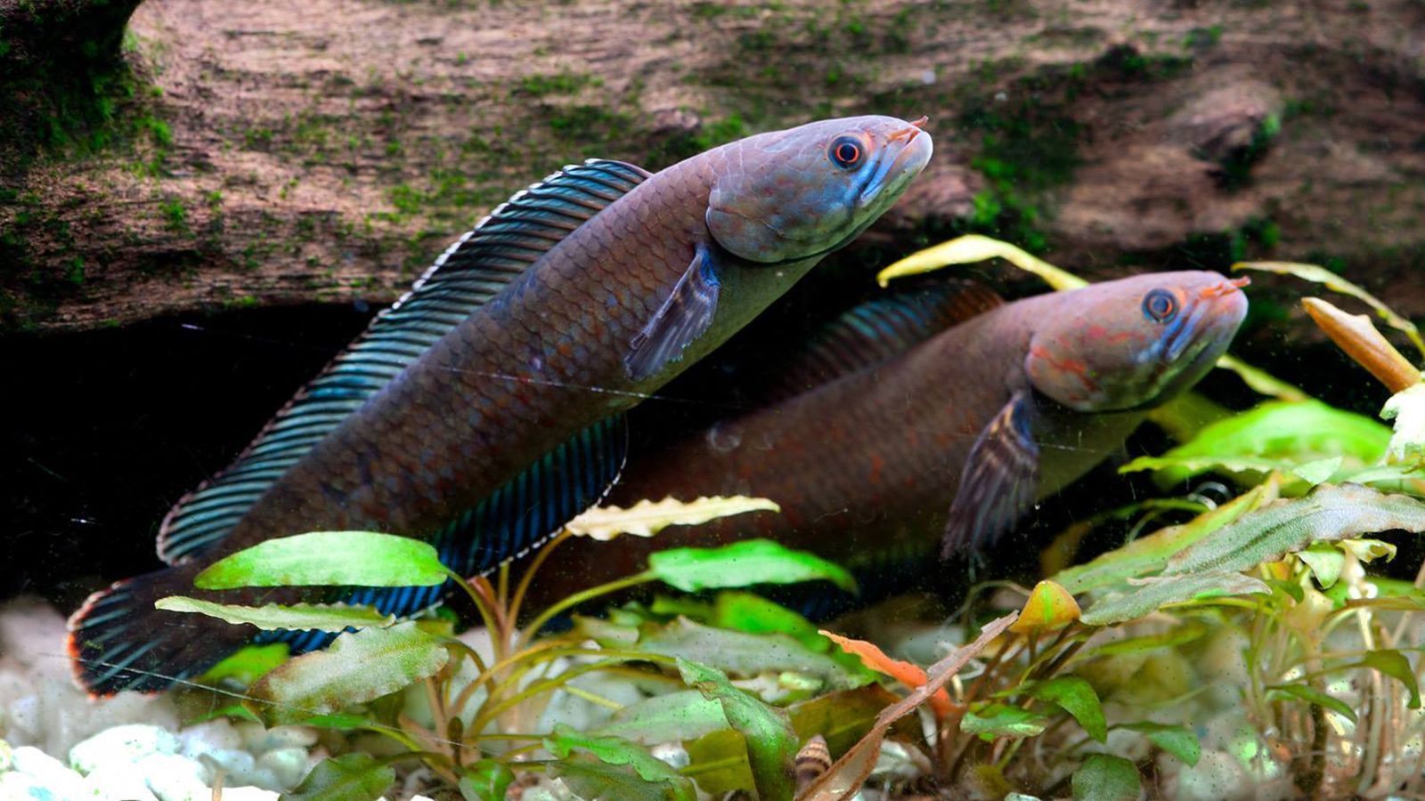 1600x900 World Wildlife Fund reveals new species