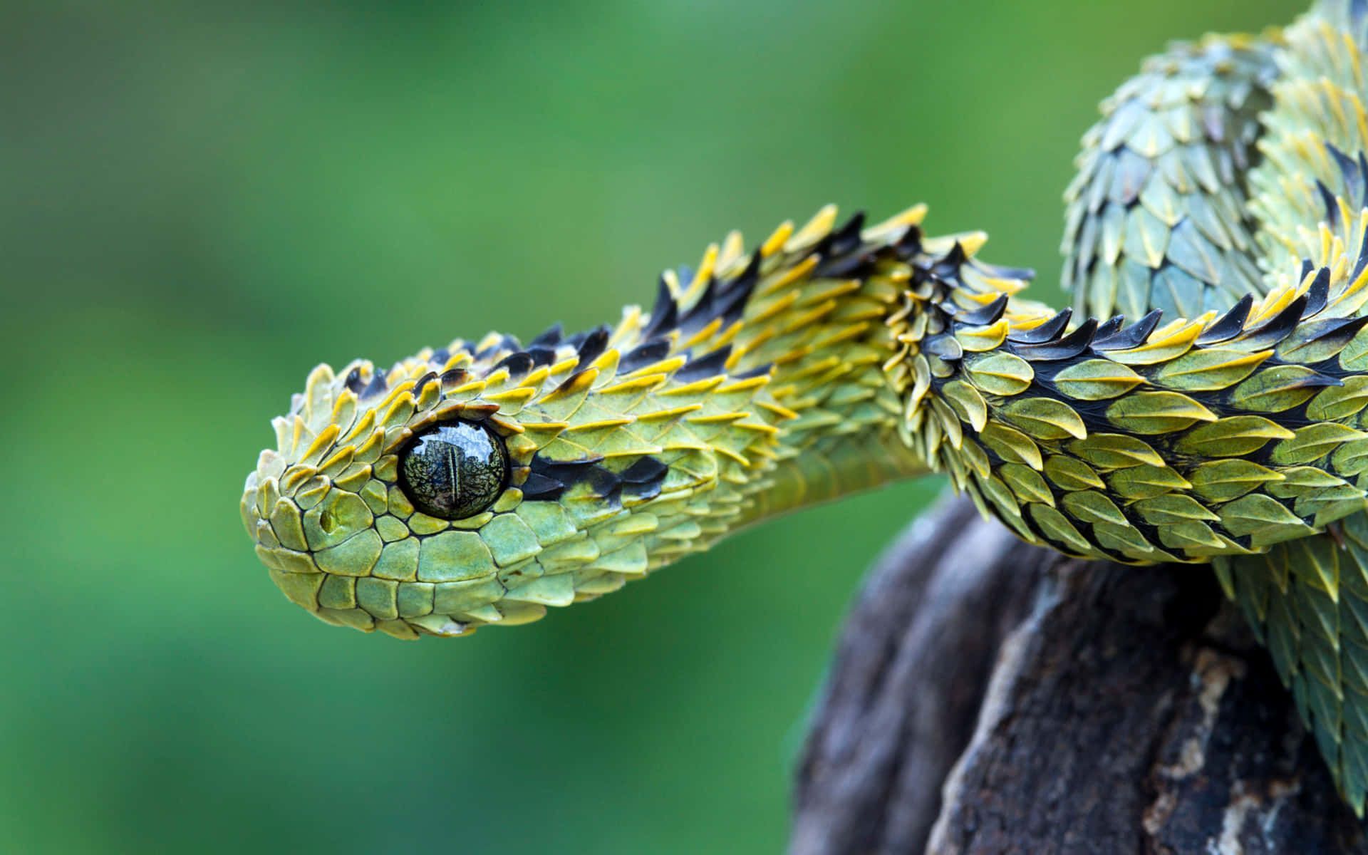 1920x1200 Snake Background