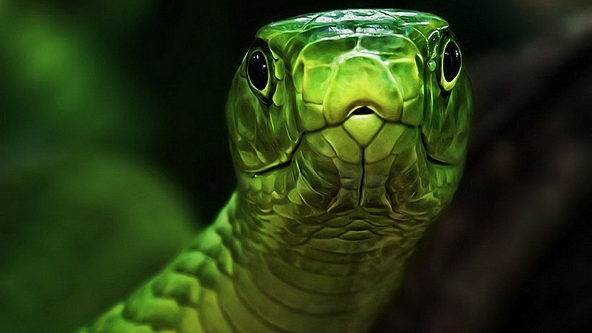 1920x1080 HD Snake Wallpaper:Amazon.com:Appstore