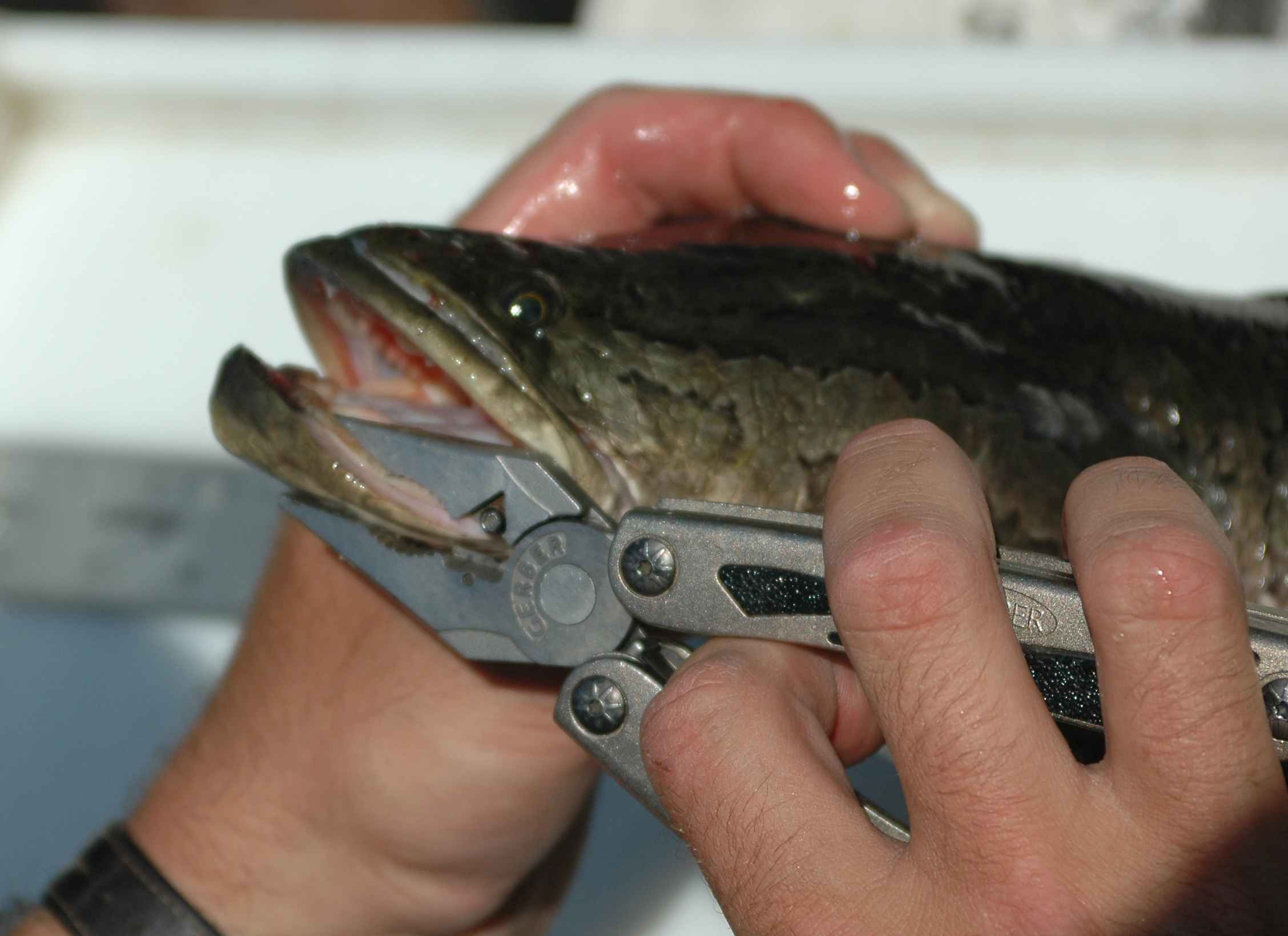 2256x1640 Northern snakehead fish in
