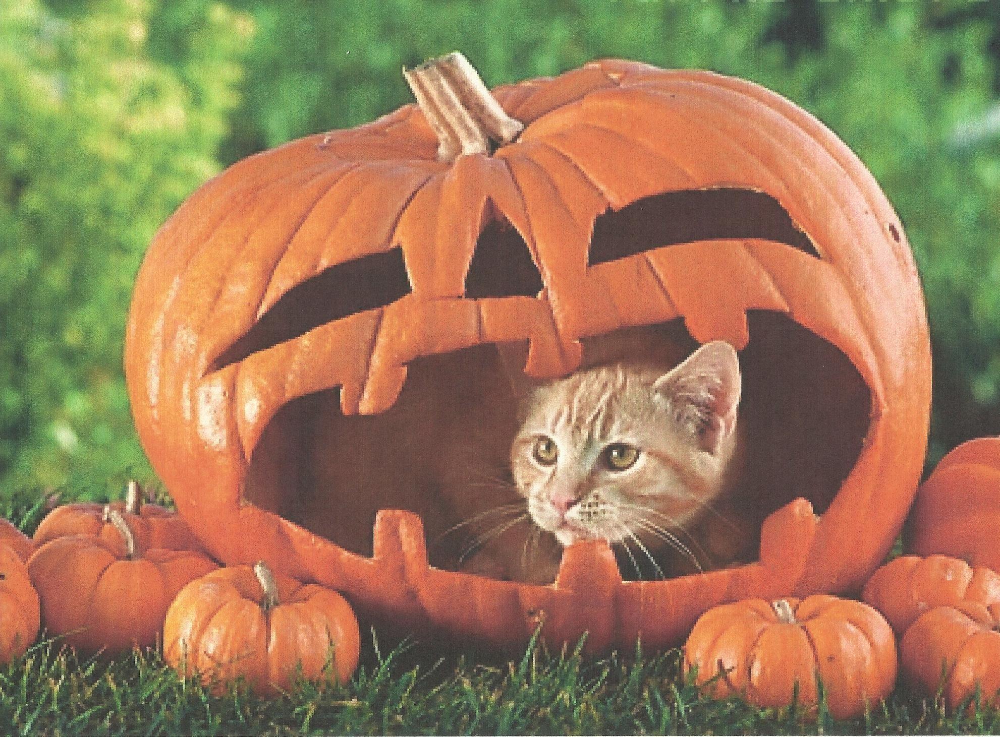 1982x1462 A Halloween Cat In A Pumpkin HD desktop wallpaper