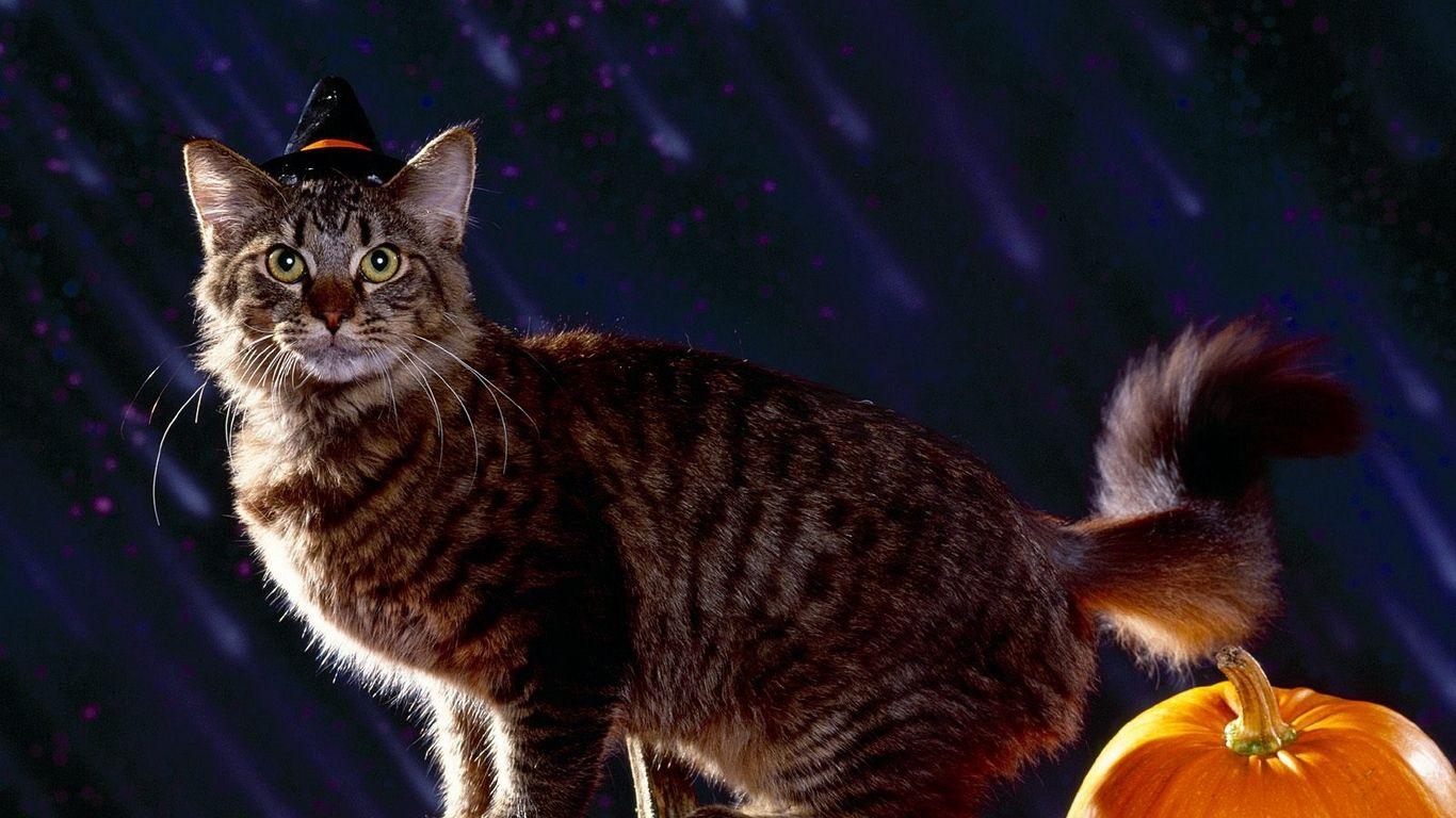 Halloween Cat Desktop Wallpapers Top Free Halloween Cat Desktop