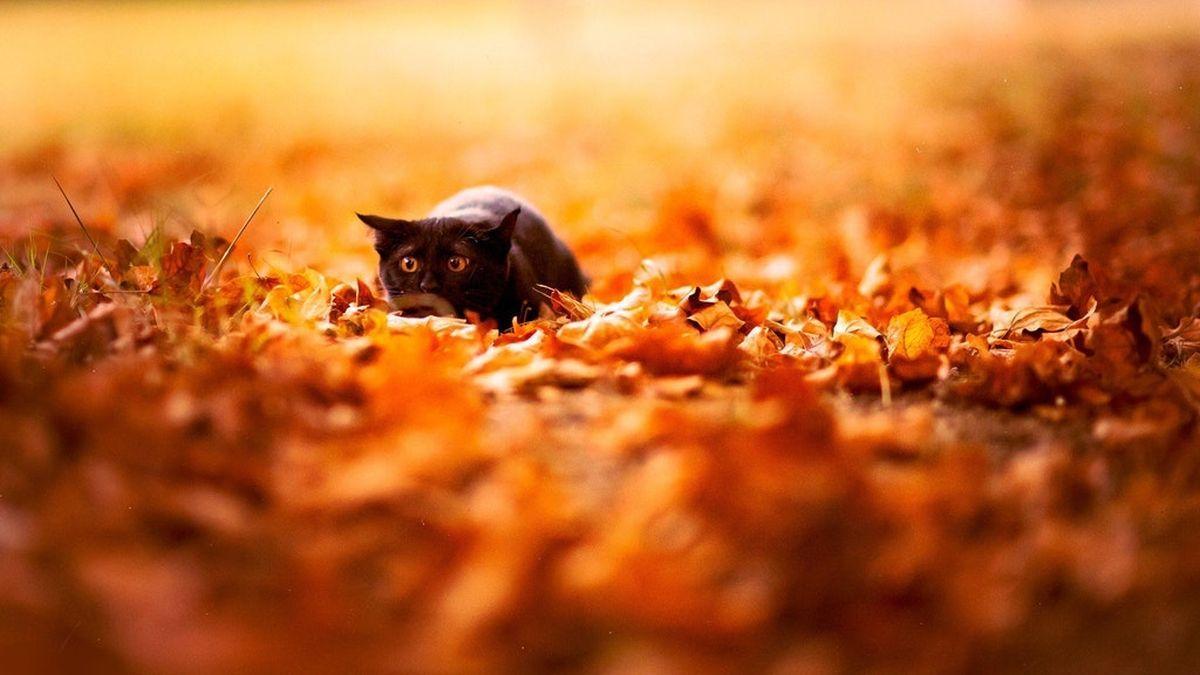 1200x675 Awesome Fall Wallpaper For Your Desktop
