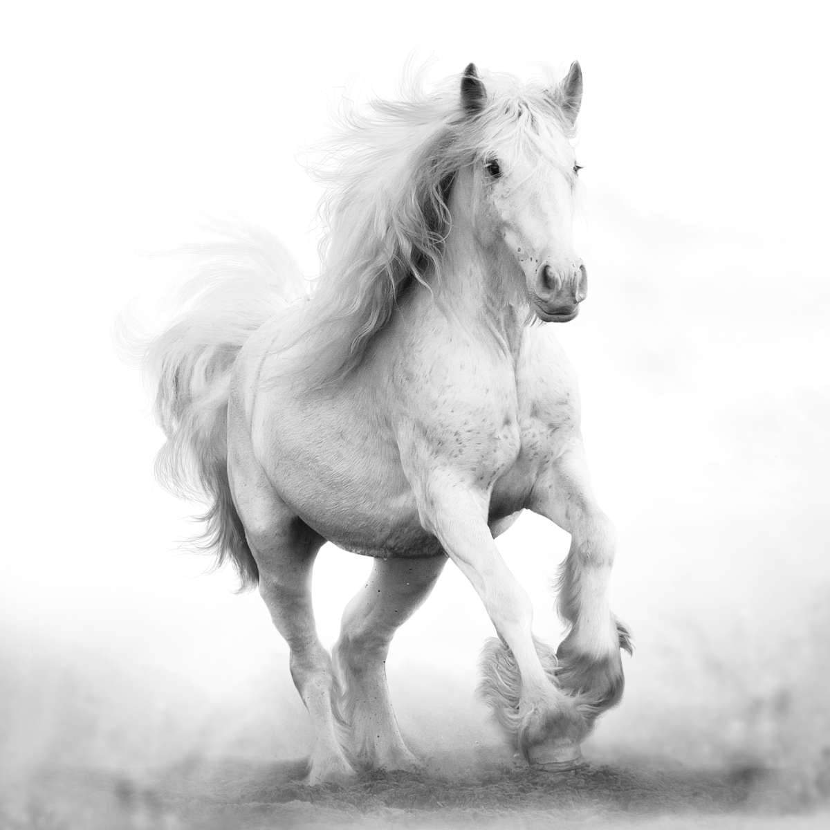 1200x1200 Shire Horse Wall Art. Paintings