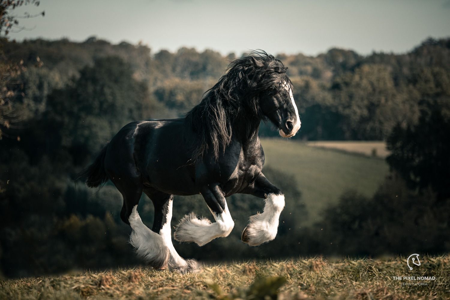 Shire Horse Wallpapers - Top Free Shire Horse Backgrounds - WallpaperAccess