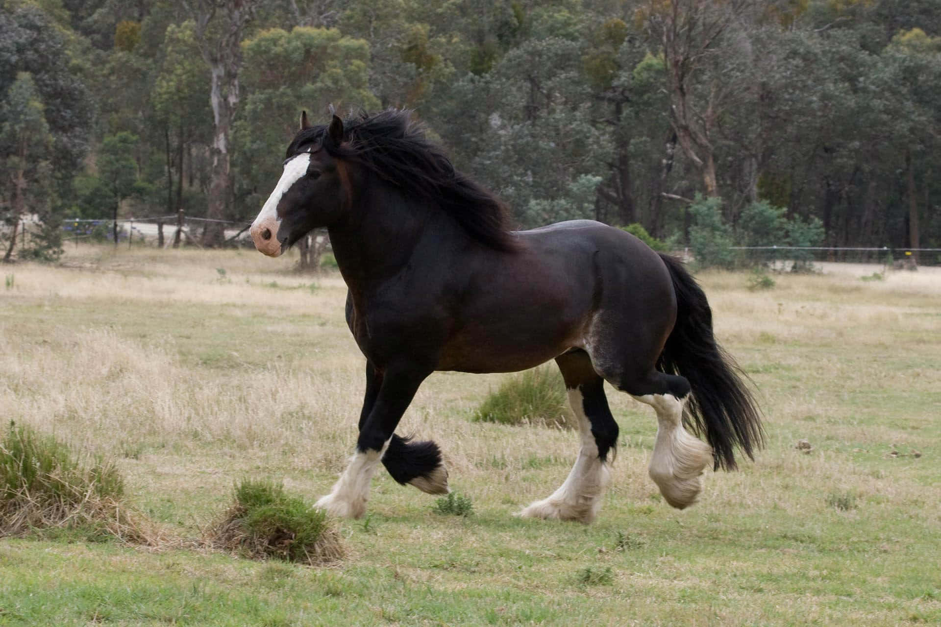1920x1280 Clydesdale Horse Picture