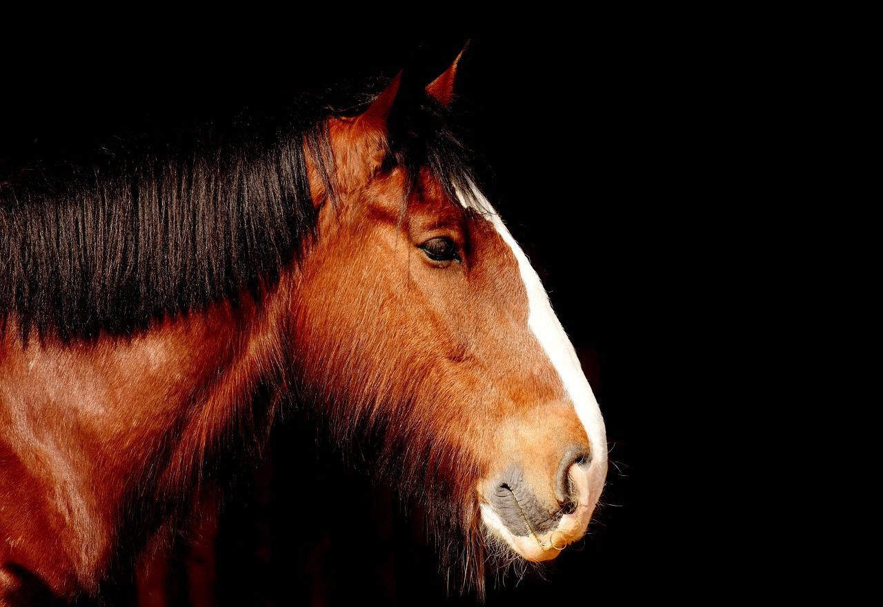 1280x880 Free Shire Horse & Horse Image