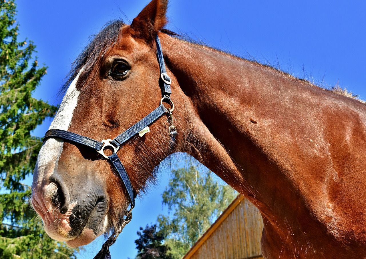1280x907 Shire Horse Big photo