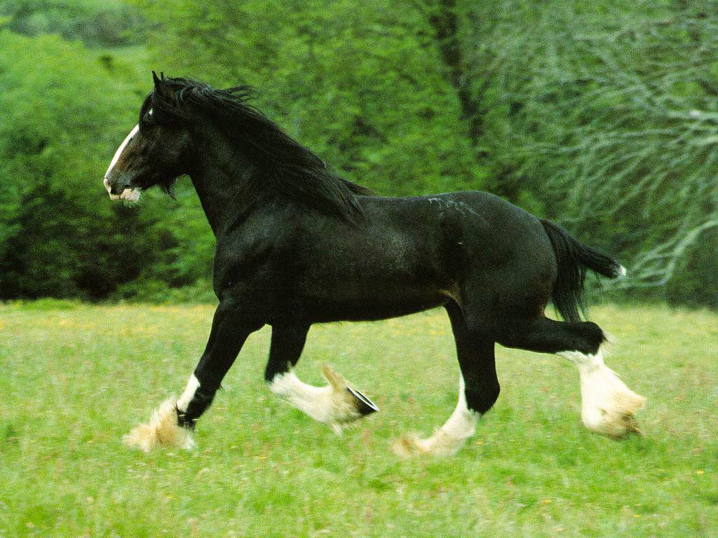 1024x768 Horse Wallpaper