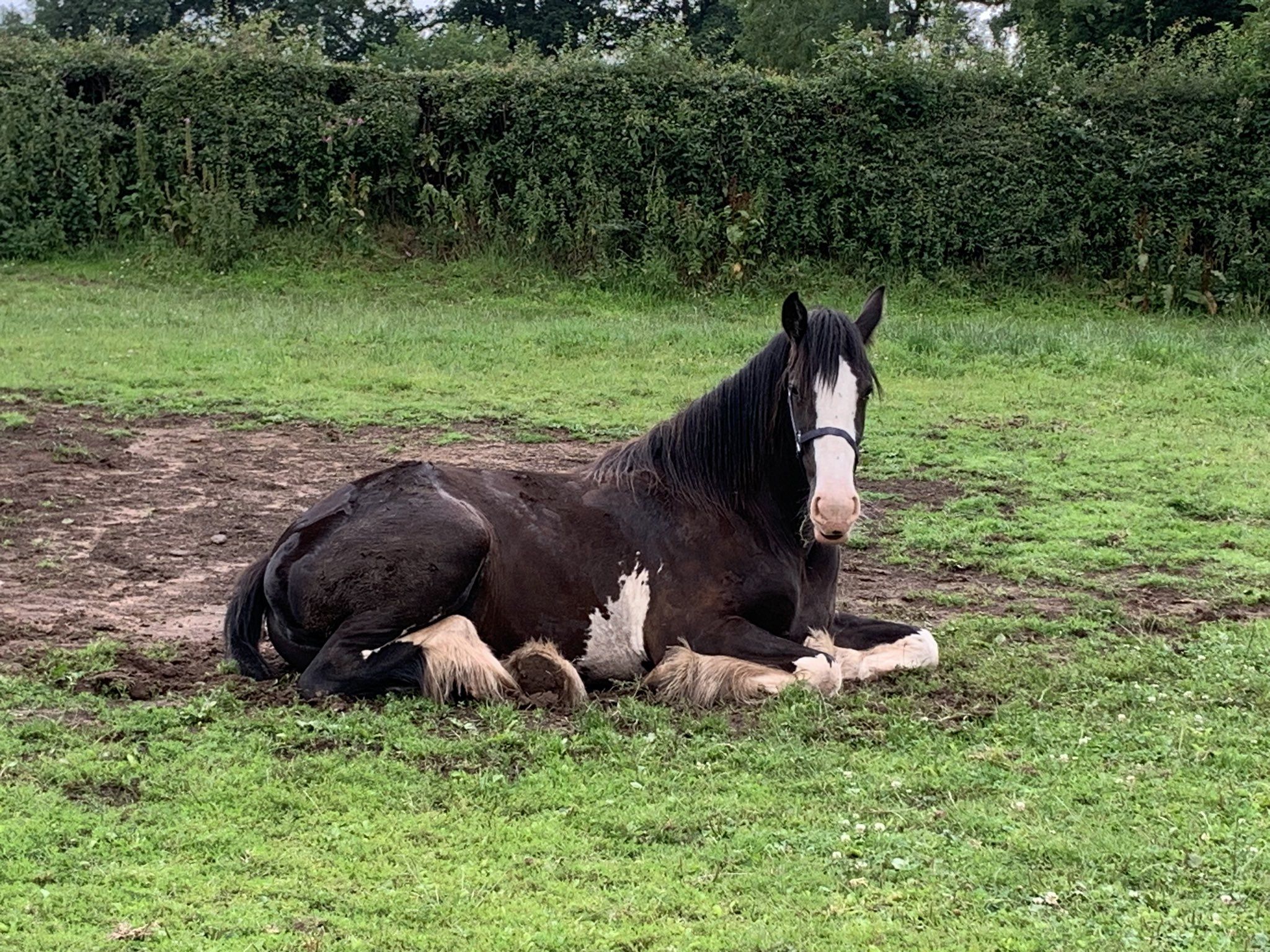 2048x1536 Cotebrook Shire Horse Centre on X