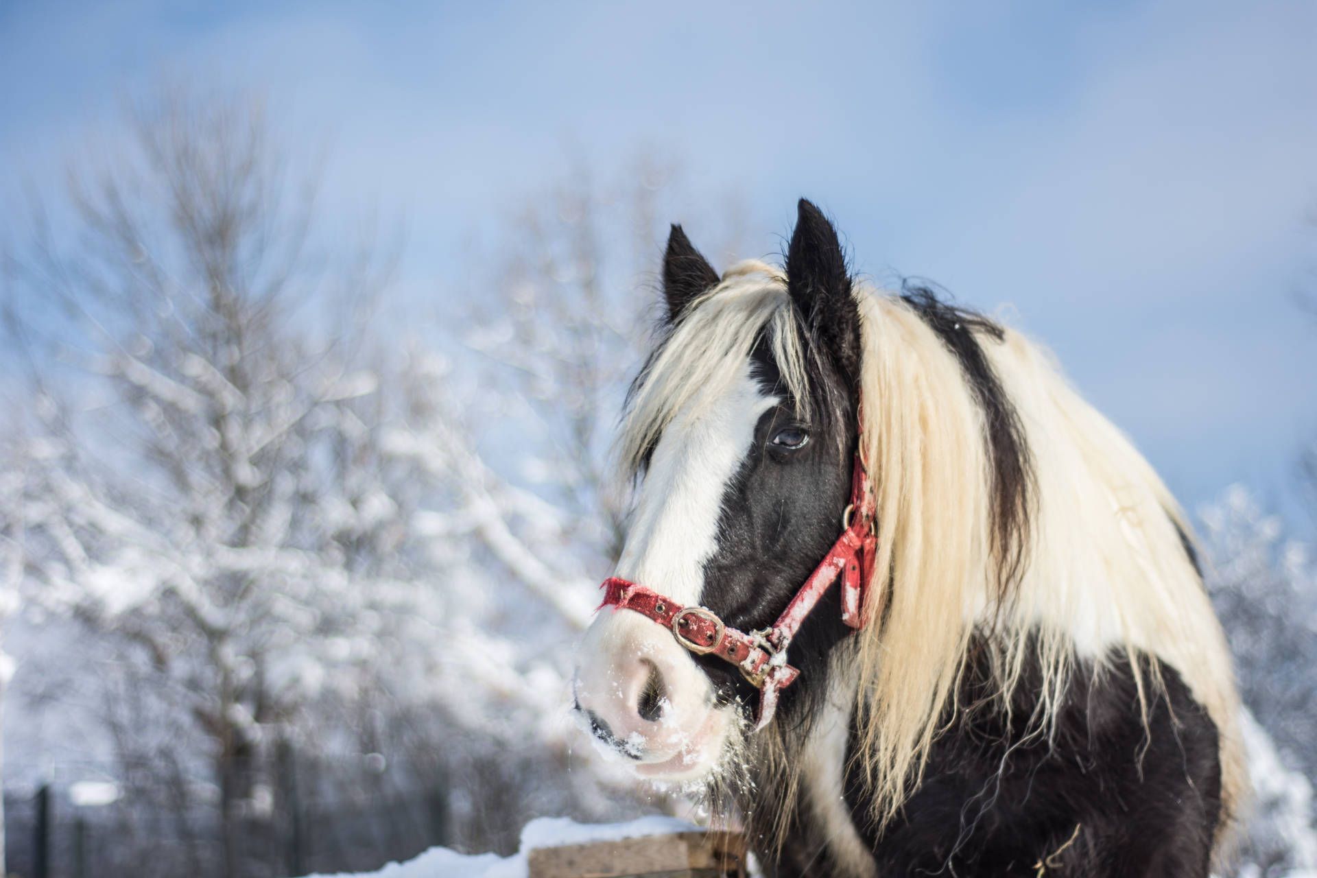1920x1280 Download free Download Horse Wallpaper
