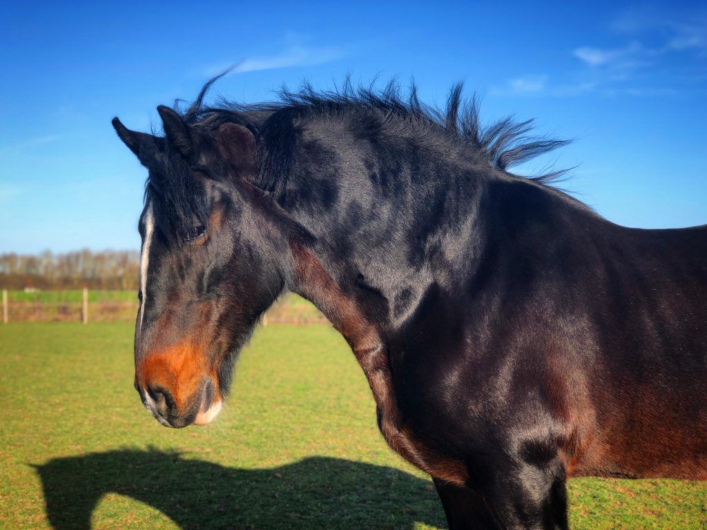 1024x768 Meg the Shire Horse