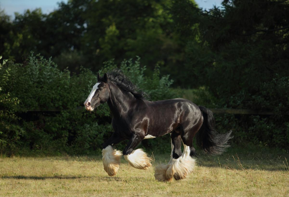 1200x818 Breathtaking Draft Horse Breeds With