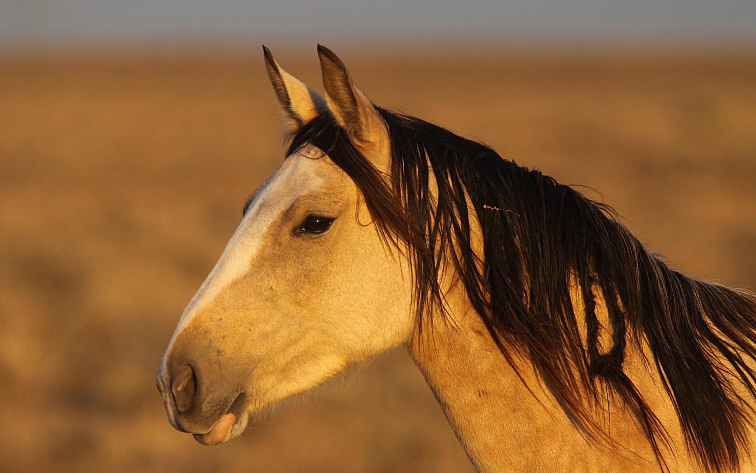 2560x1600 Wallpaper White and Brown Horse During