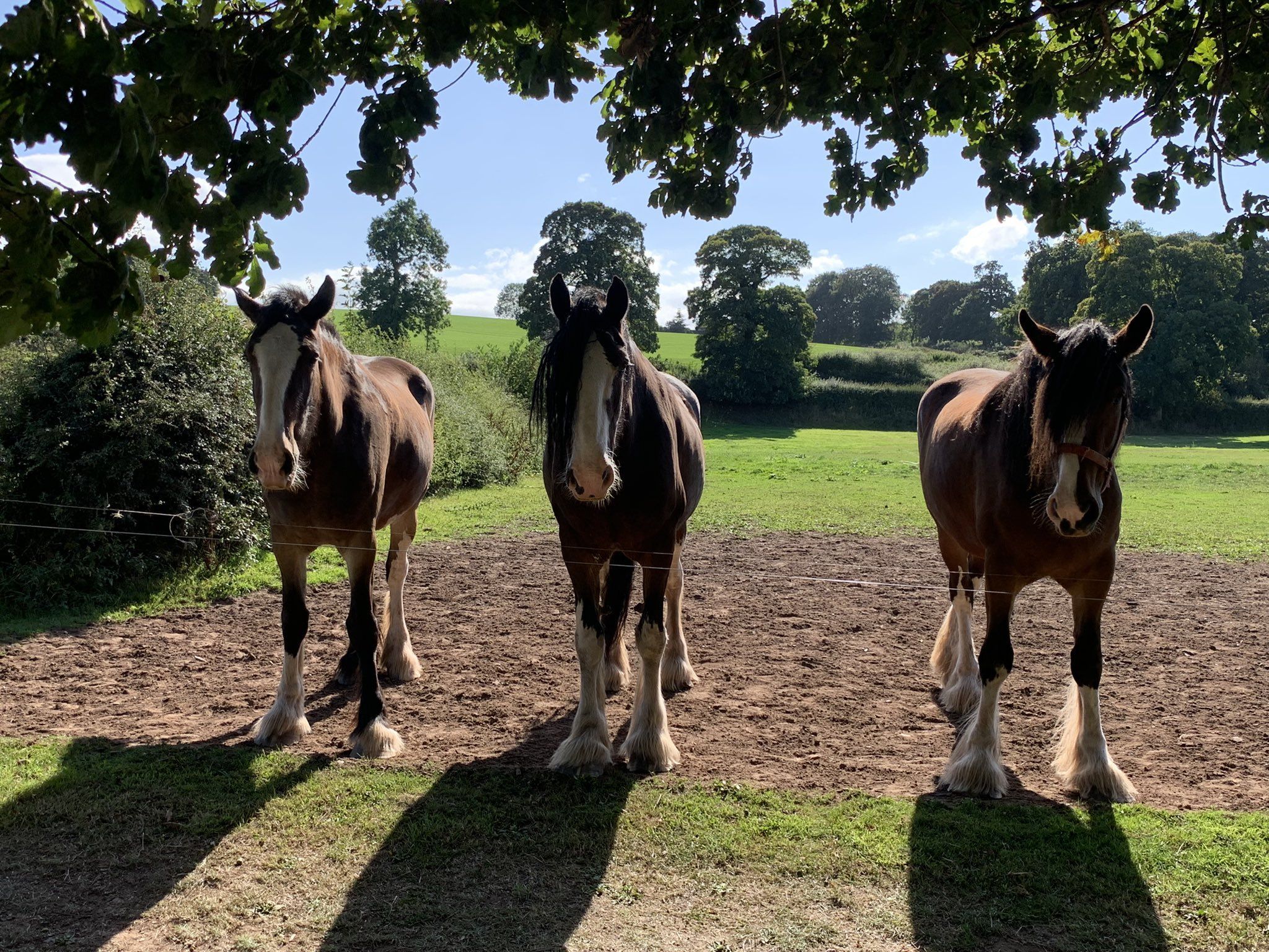 2048x1536 Cotebrook Shire Horse Centre on X: A