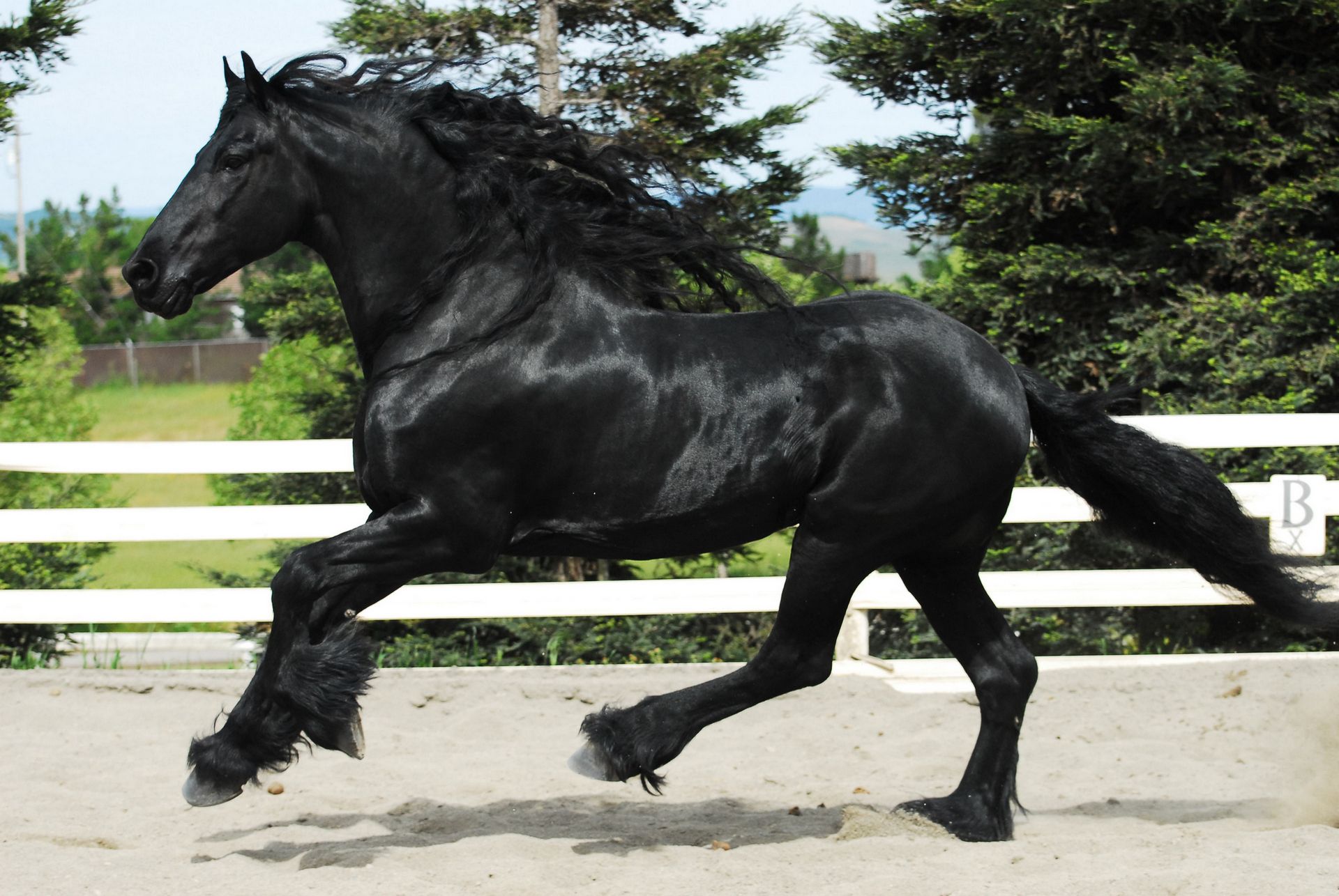 1920x1286 wallpaper horse, horse, frieze, section