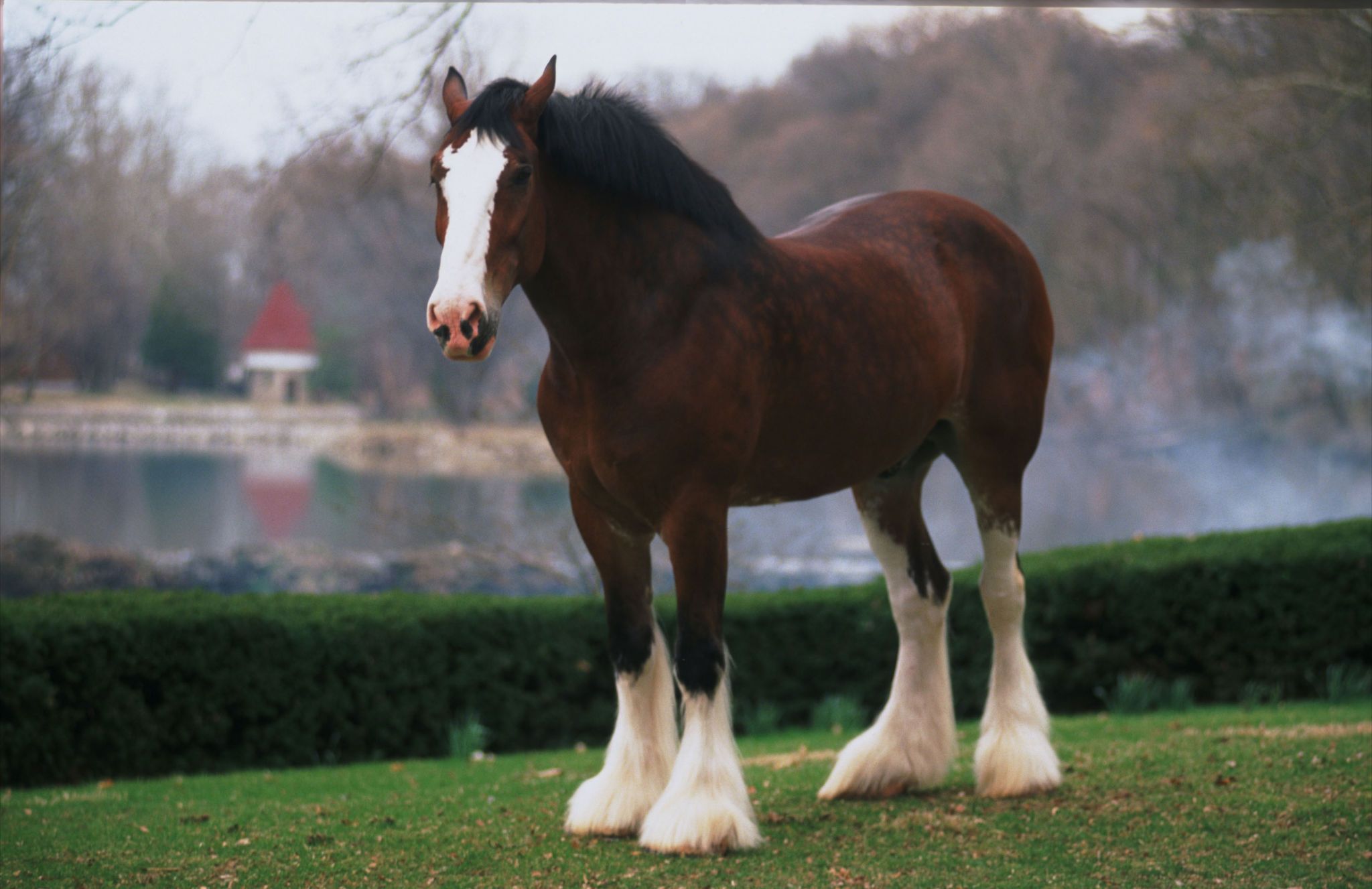 2048x1327 Clydesdale horses, Horses, Horse breeds