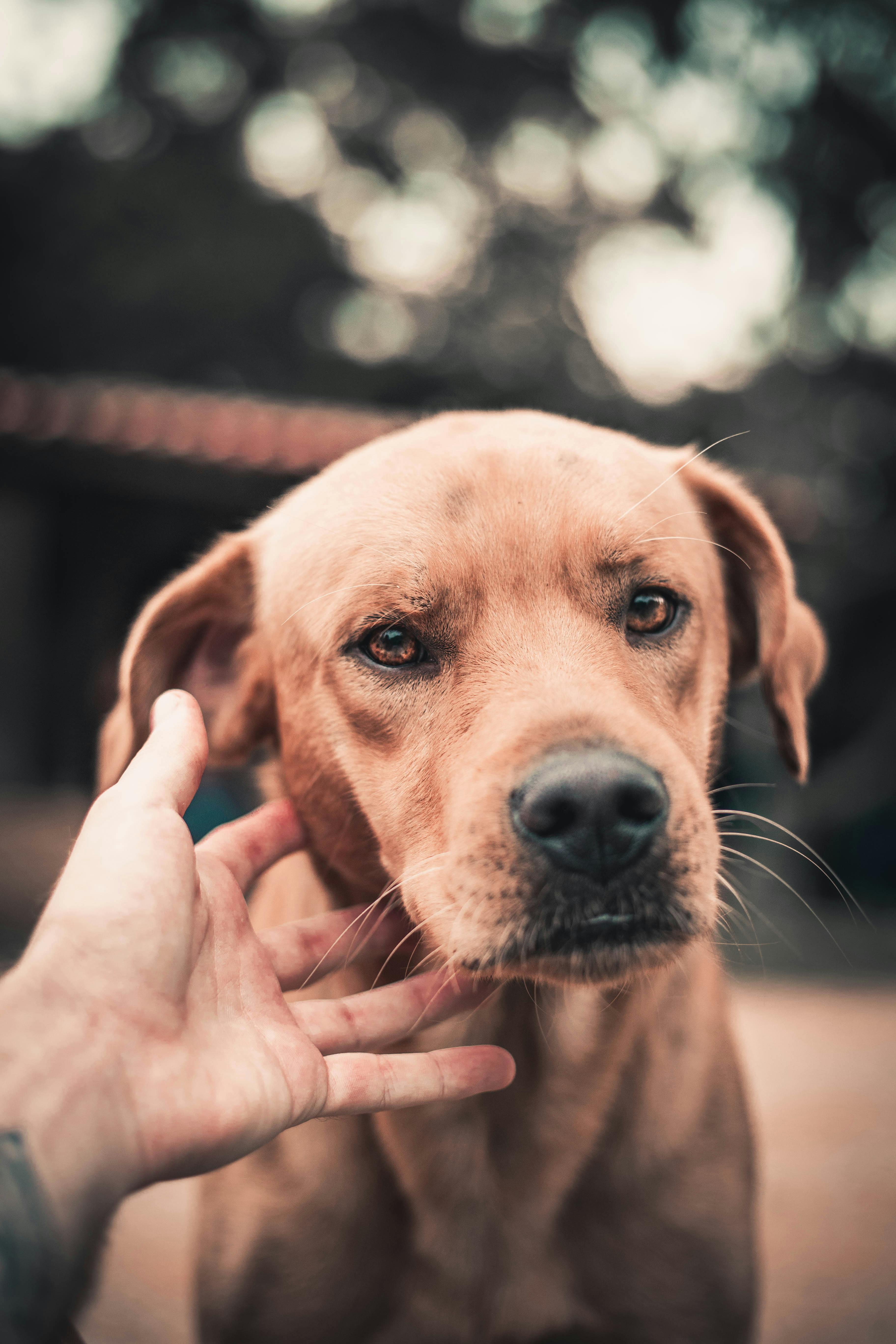 3648x5472 Brown Dog Photo, Download The BEST