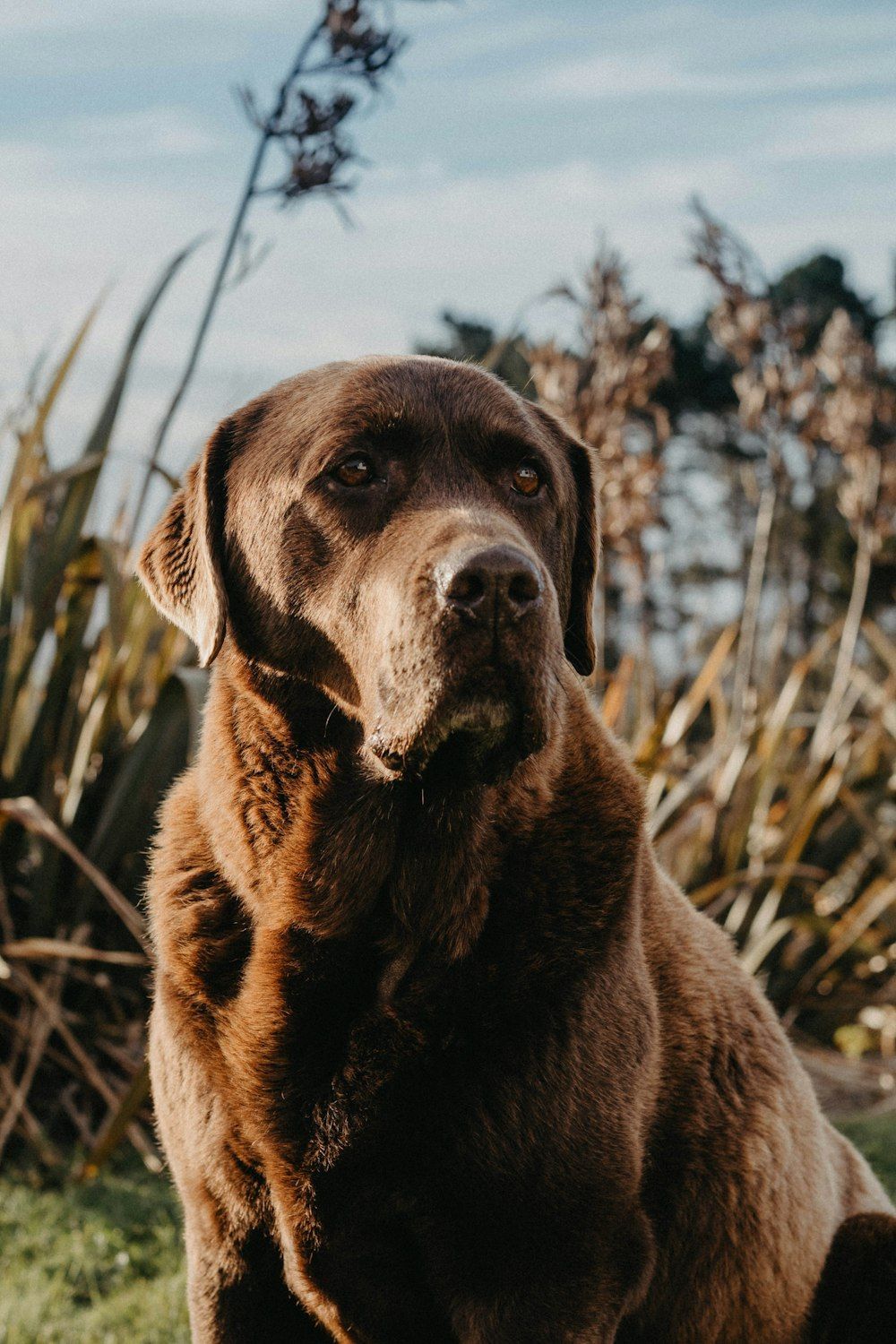 1000x1500 Brown Dog Picture. Download Free