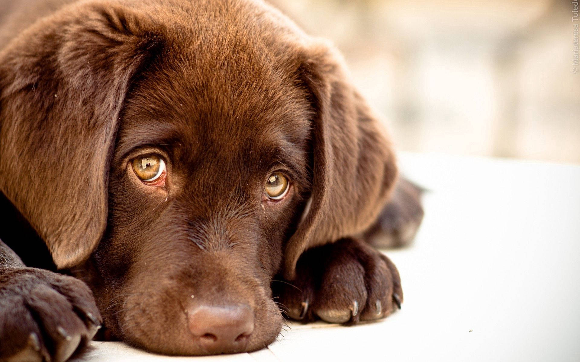 1920x1200 Download Puppy Wallpaper