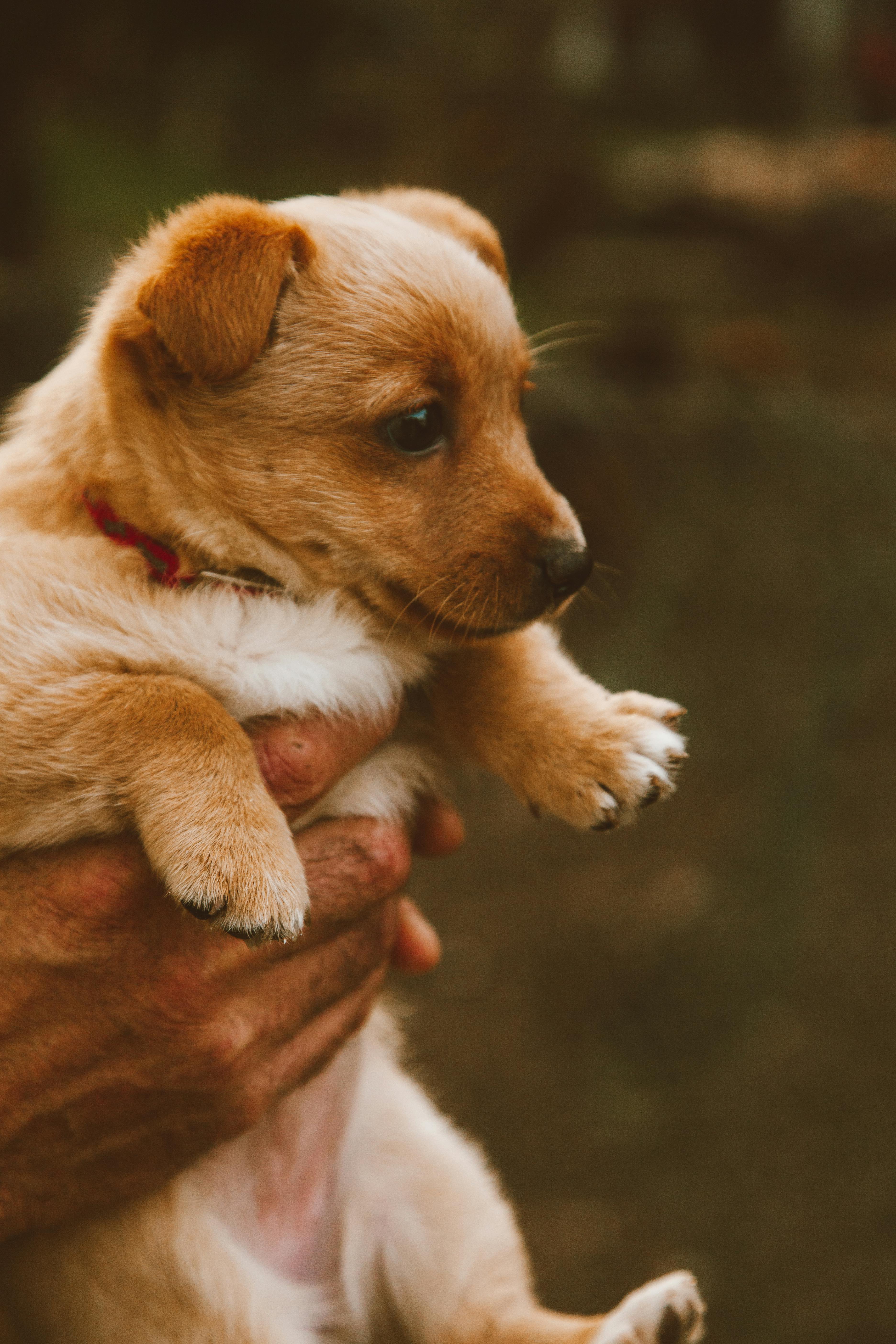 3744x5616 Brown Dog Photo, Download The BEST
