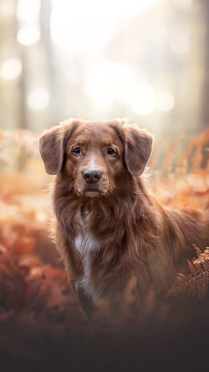 720x1280 Dog, portrait, outdoor, confident