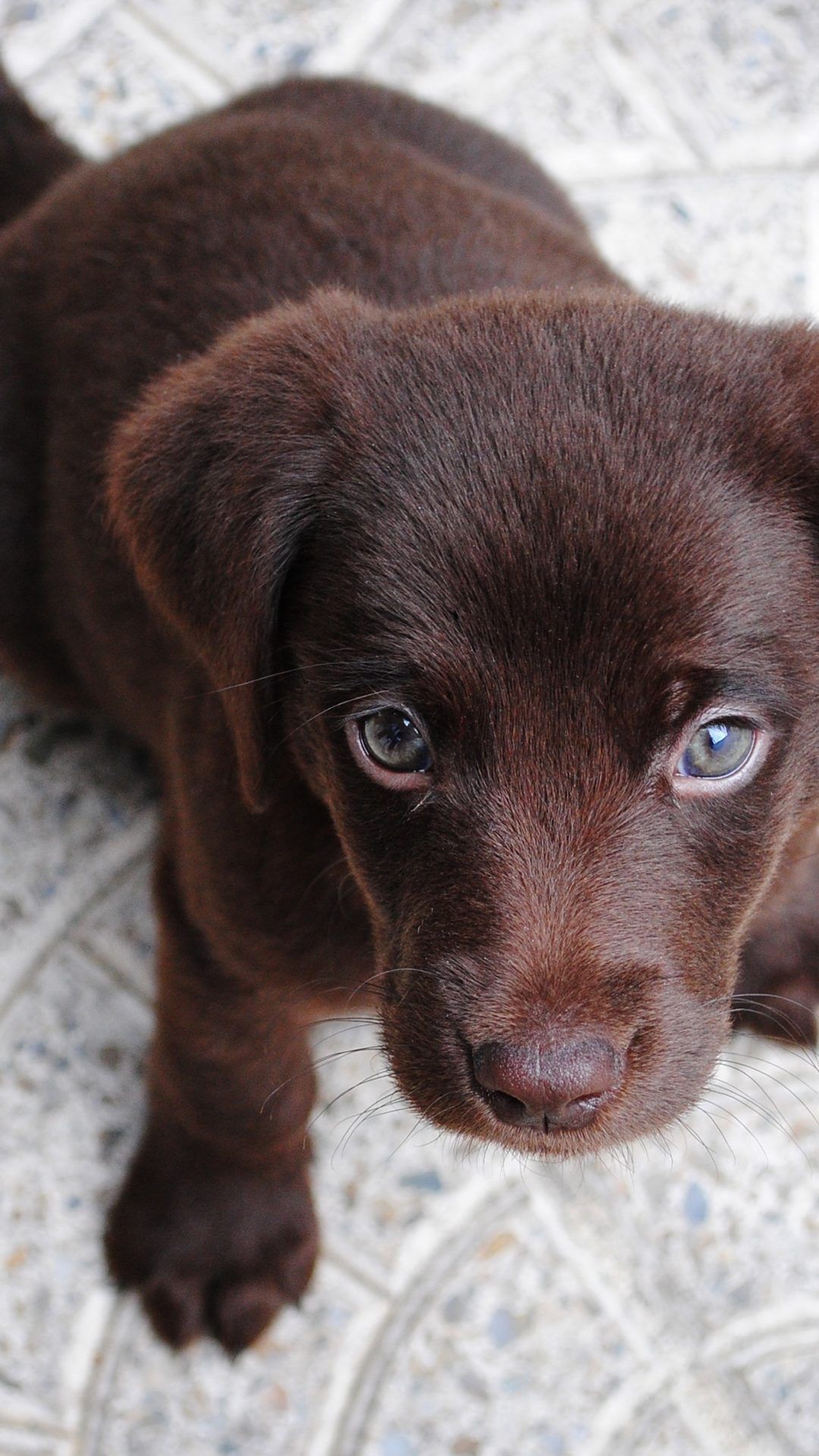 1080x1920 Brown Puppies Wallpaper