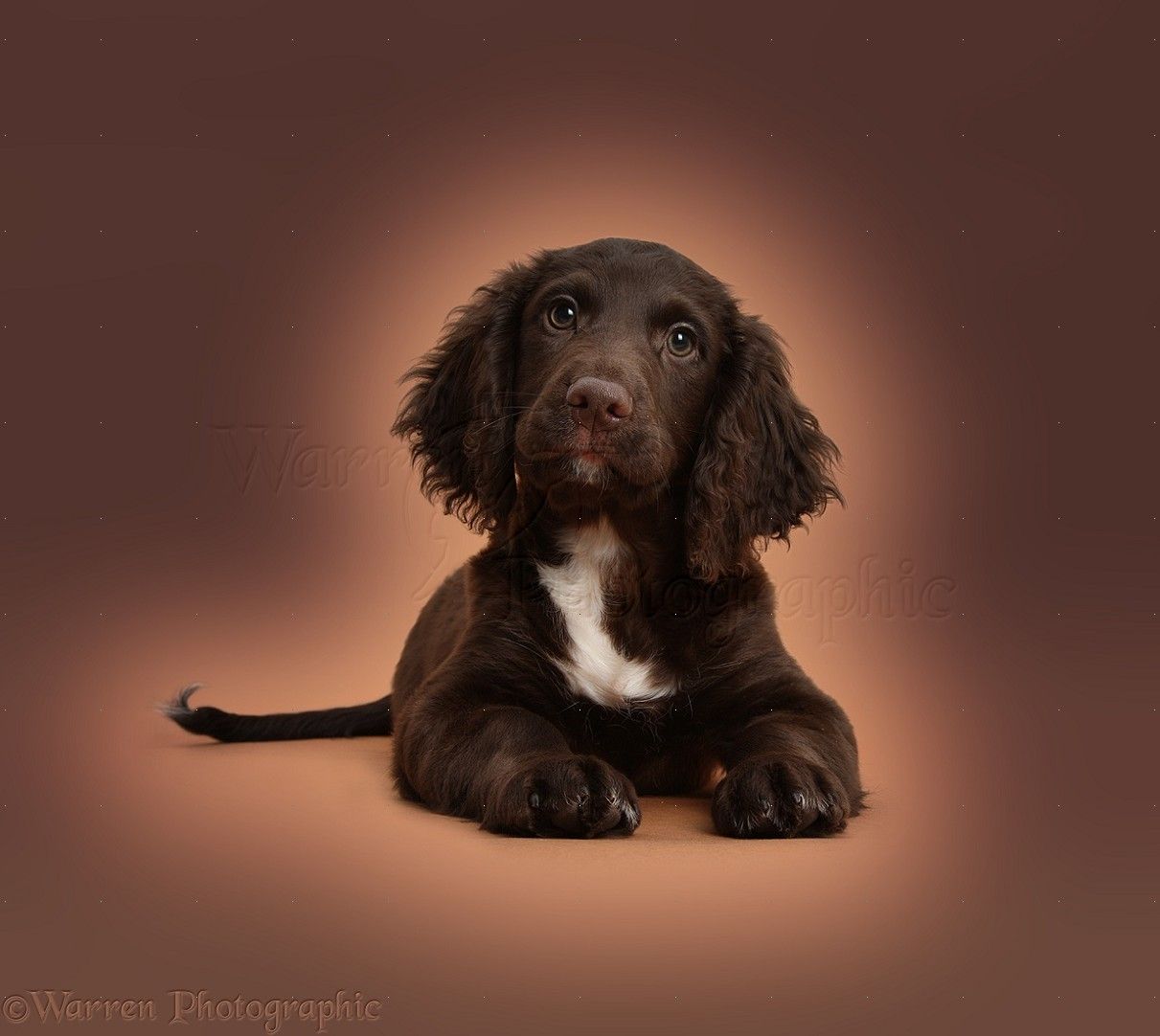 1211x1082 Dog: Chocolate Cocker Spaniel puppy